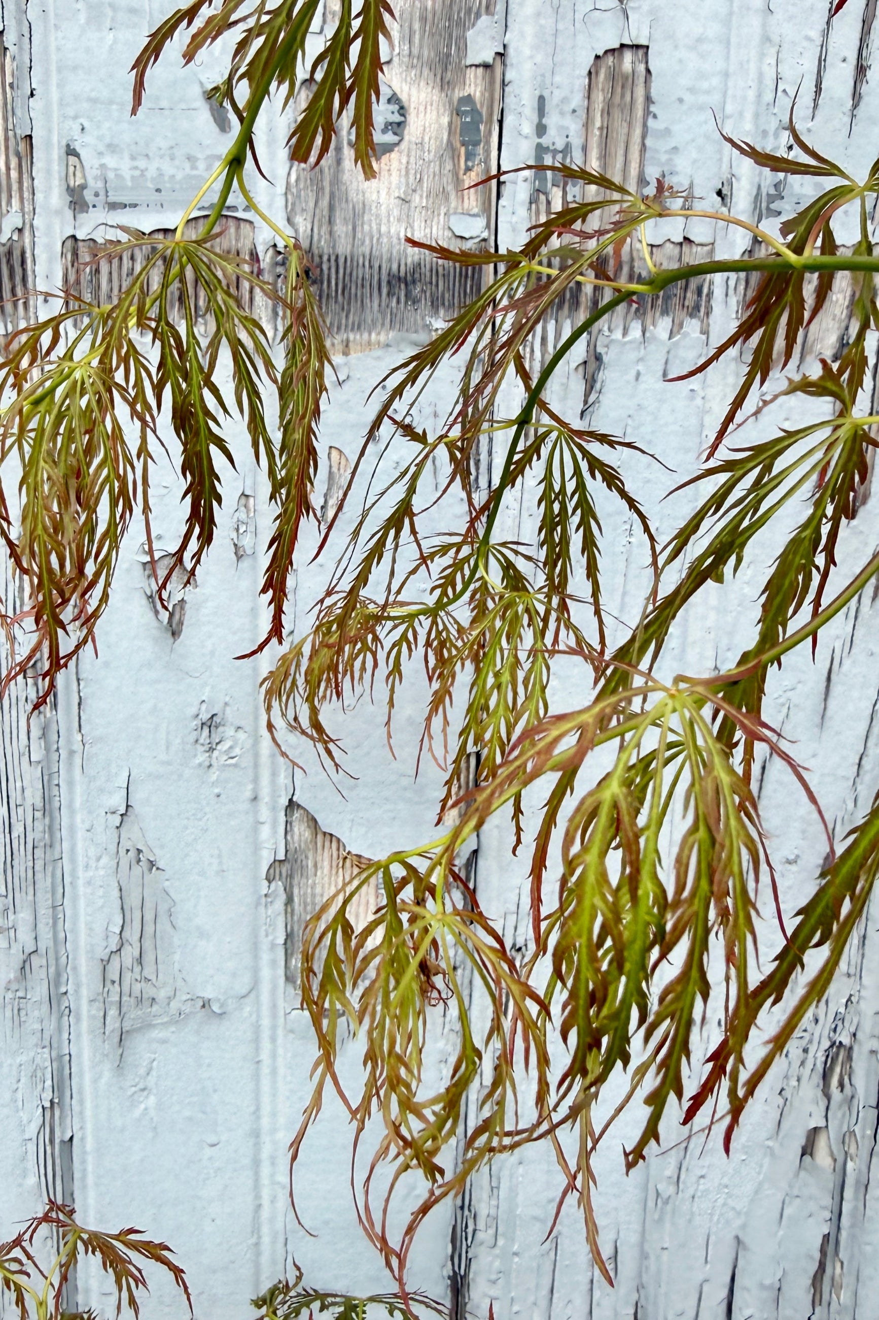 close up of the finely dissected leaves of Acer palmatum var. dissectum 'Bronzewing' in early spring against a textured white wooden background ©Sprout Home
