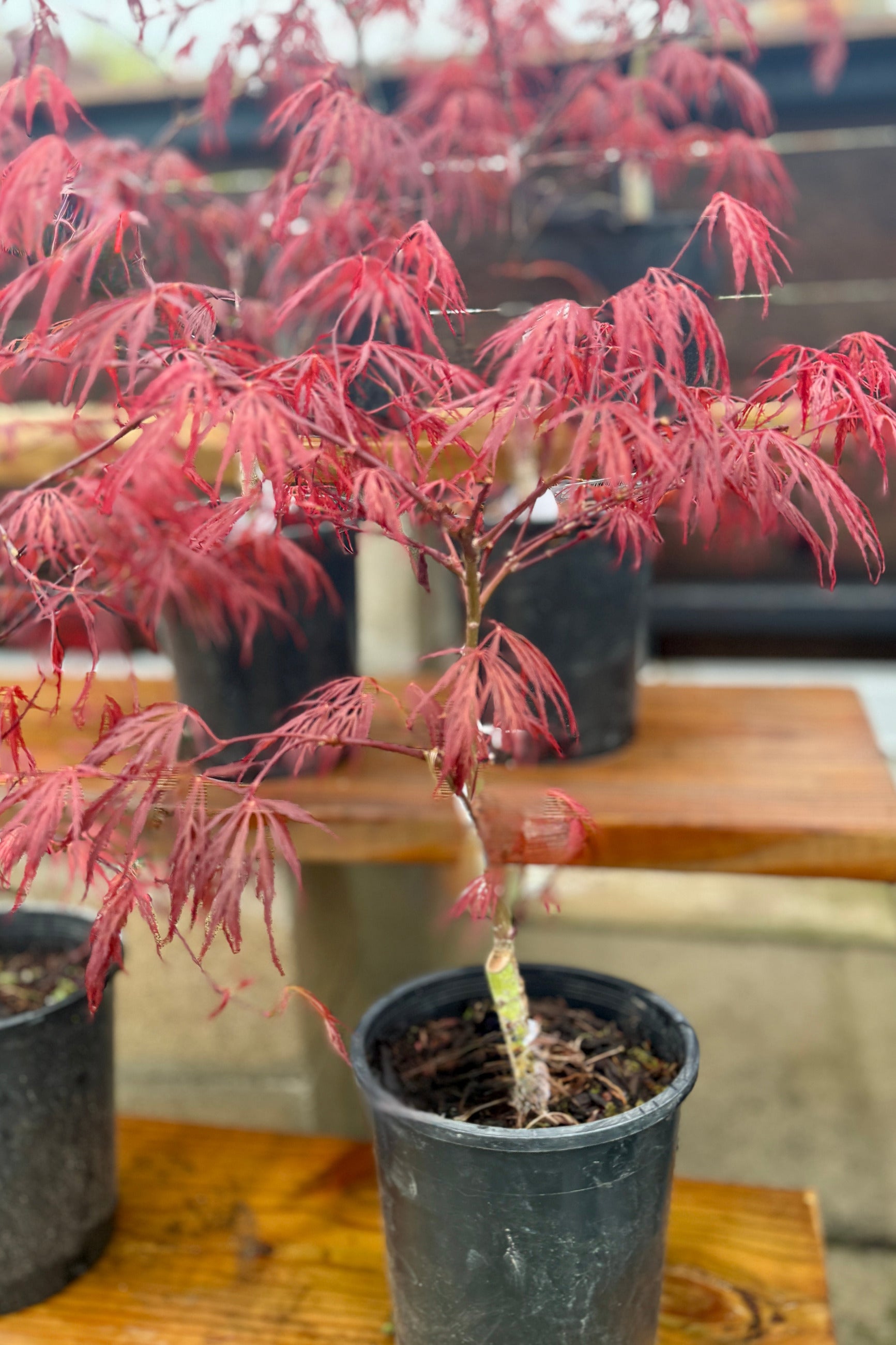 Acer palmatum var. dissectum 'Crimson Queen' just unfurled in April in a #1 growers pot ©Sprout Home