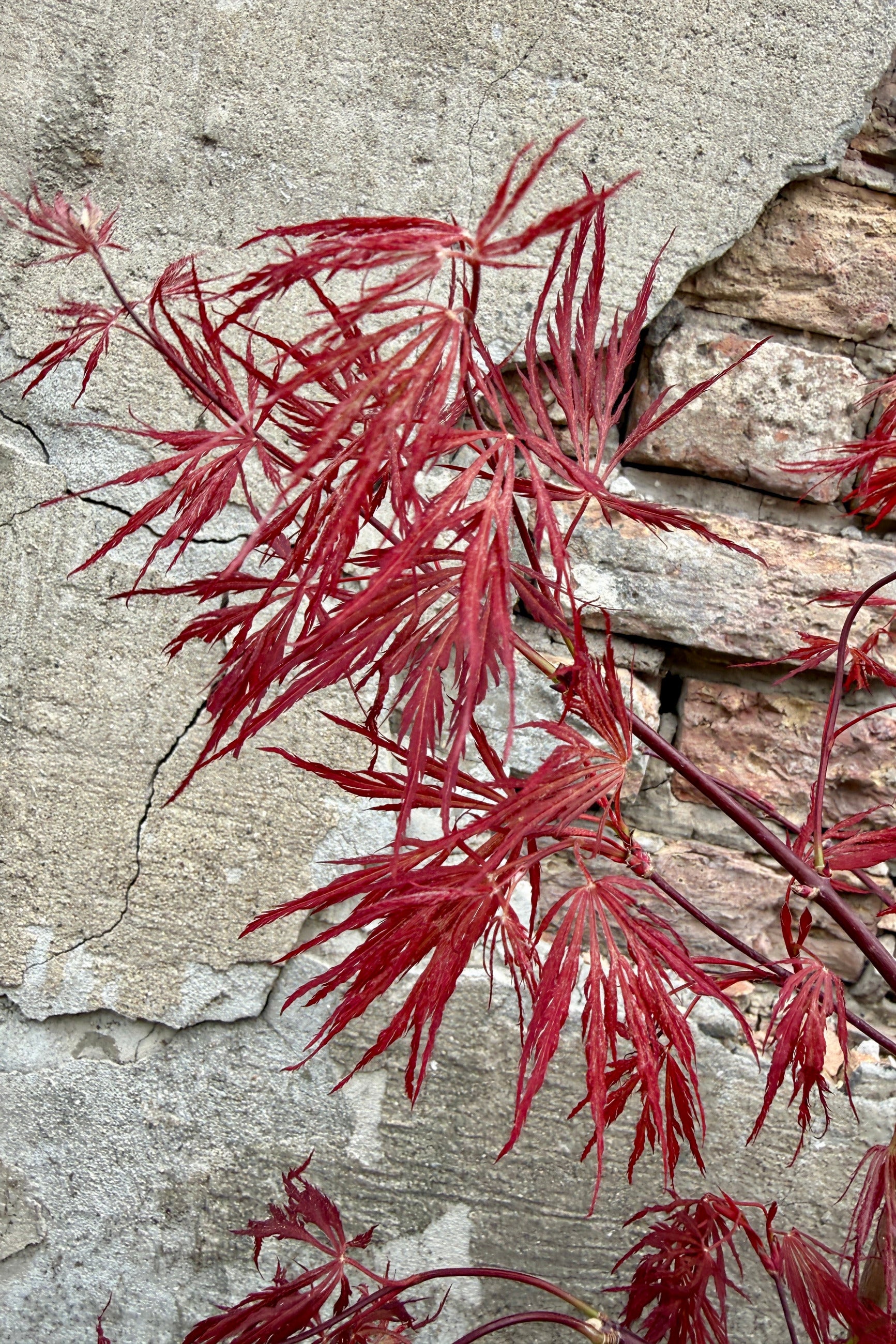 Acer palmatum var. dissectum 'Crimson Queen' burundy leaves up close in April ©Sprout Home