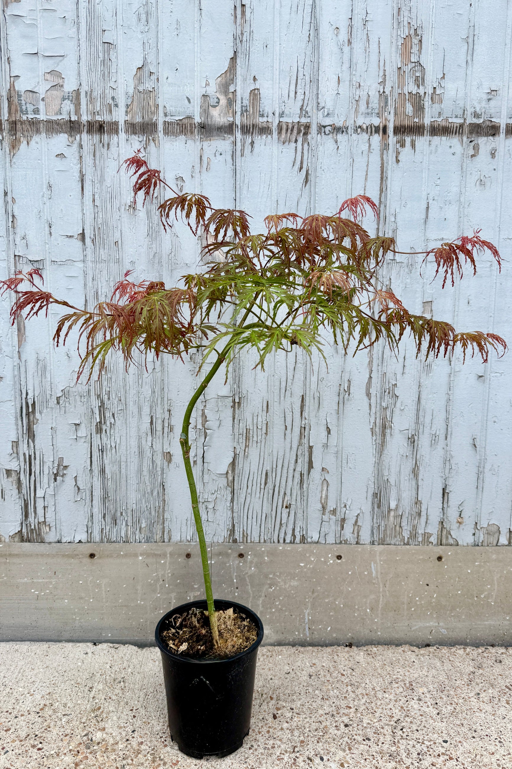 Acer palmatum var. dissectum 'Jeddeloh Orange' with red and green leaves in early spring potted ina #1 growers pot against a wooden fence background ©Sprout Home