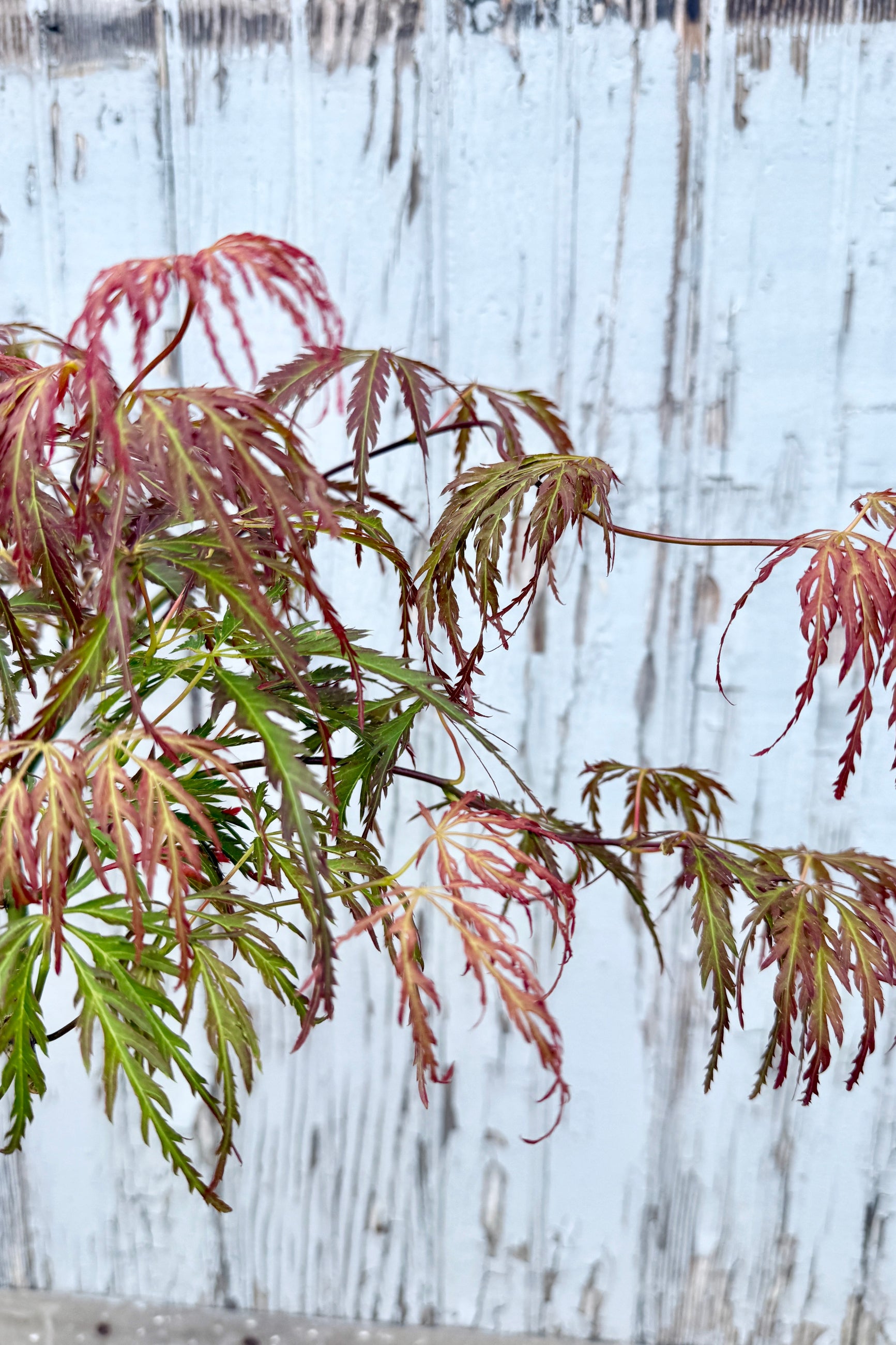 up close detail of the fine textured spring leaves of an Acer palmatum var. dissectum 'Jeddeloh Orange' ©Sprout Home