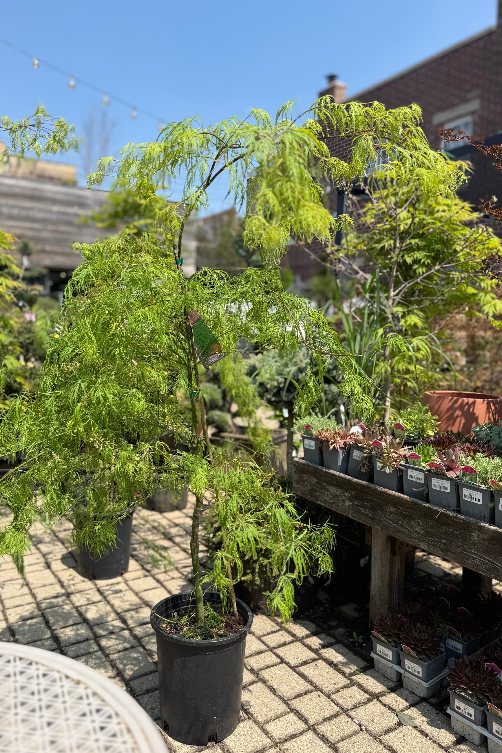 Potted Acer palmatum var. dissectum 'Waterfall' in a #6 growers pot the end of April in the Sprout Home garden with a clear blue sky ©Sprout Home