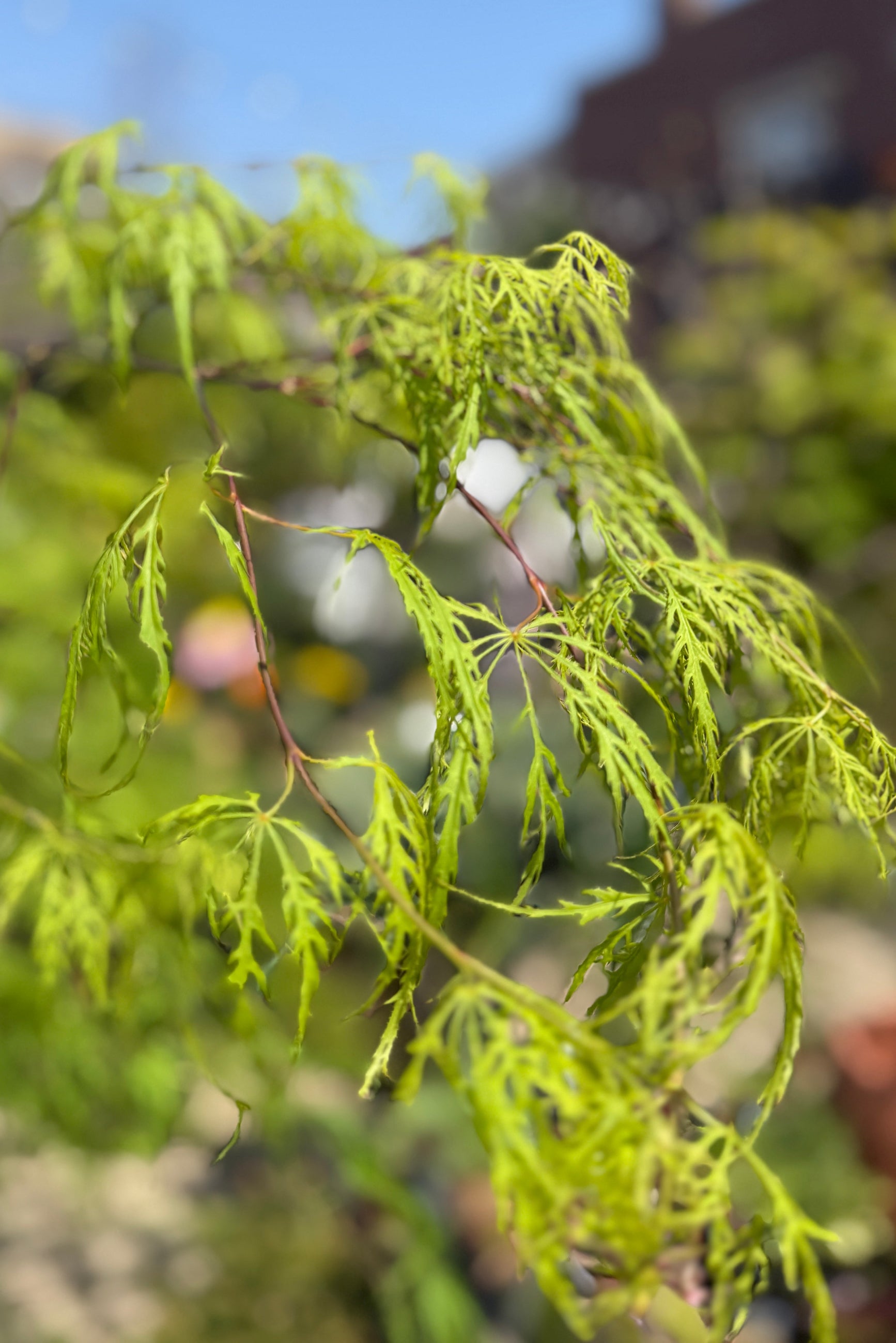Close-up of green tree leaves of a Acer palmatum var. dissectum 'Waterfall' at the end of April  with a blurred background ©Sprout Home