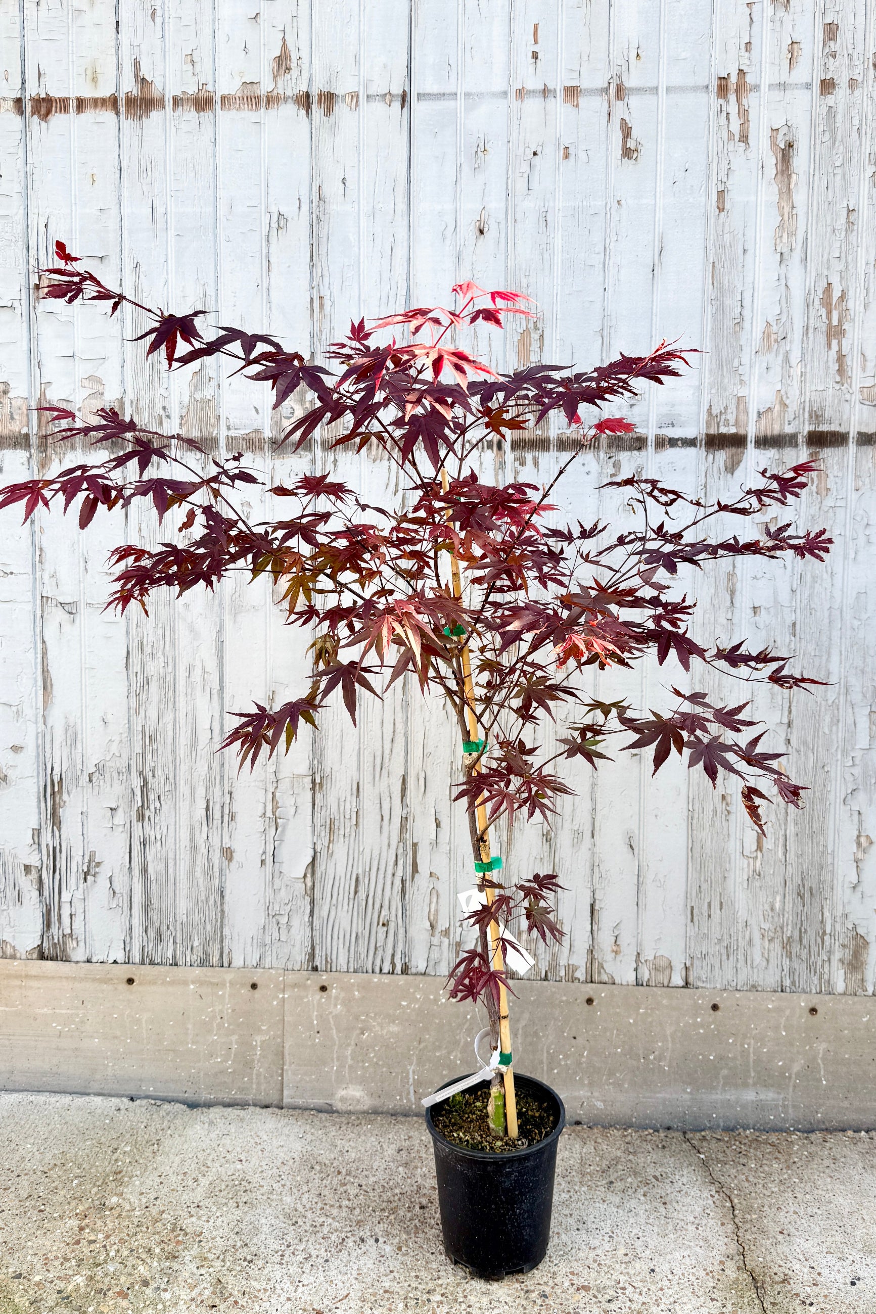 Acer palmatum 'Fireglow' tree  in a #1 grower's pot with spring red leaves against a wooden fence ©Sprout Home