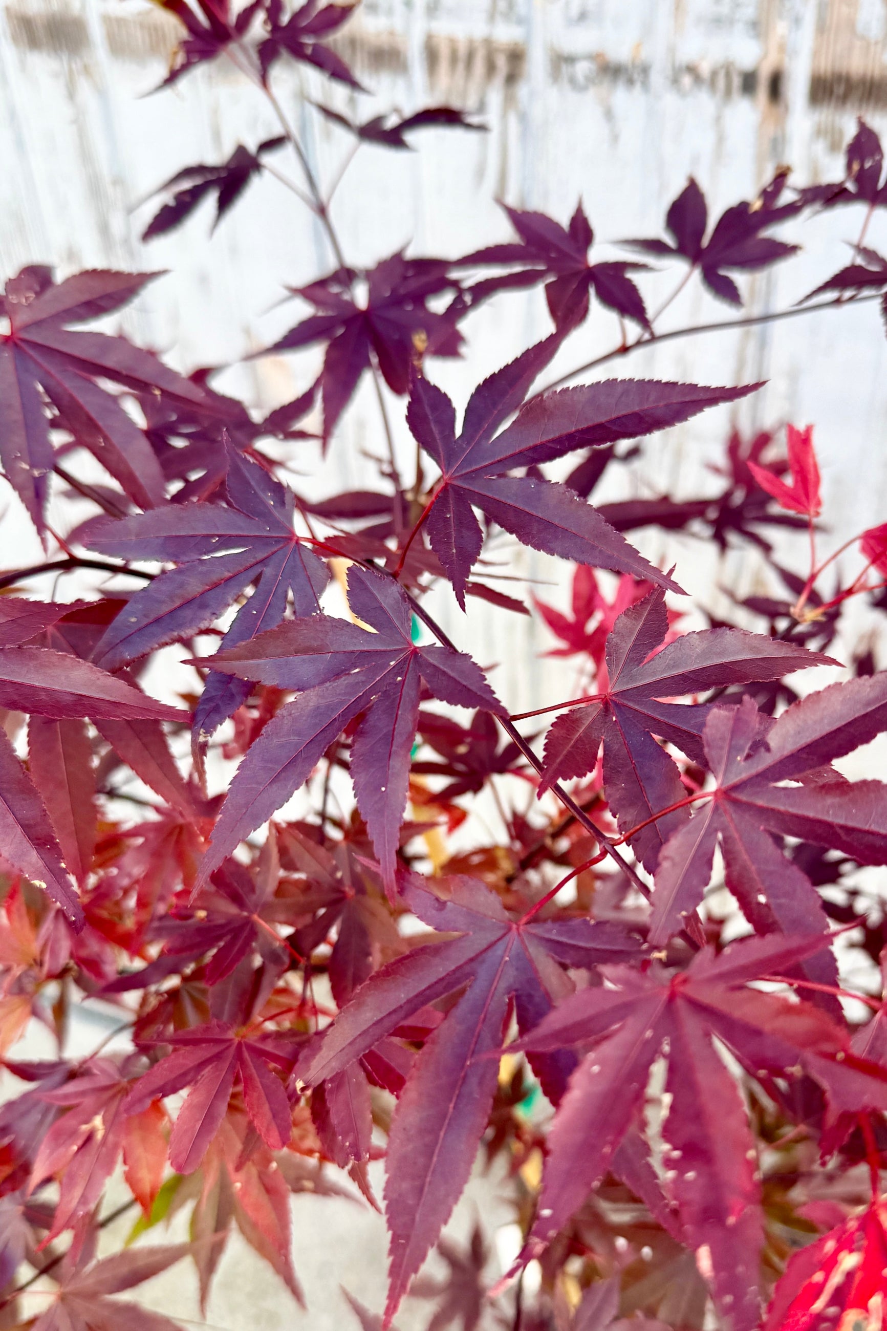 Close-up of purple and red leaved Acer palmatum 'Fireglow' in early spring with a blurred background ©Sprout Home 
