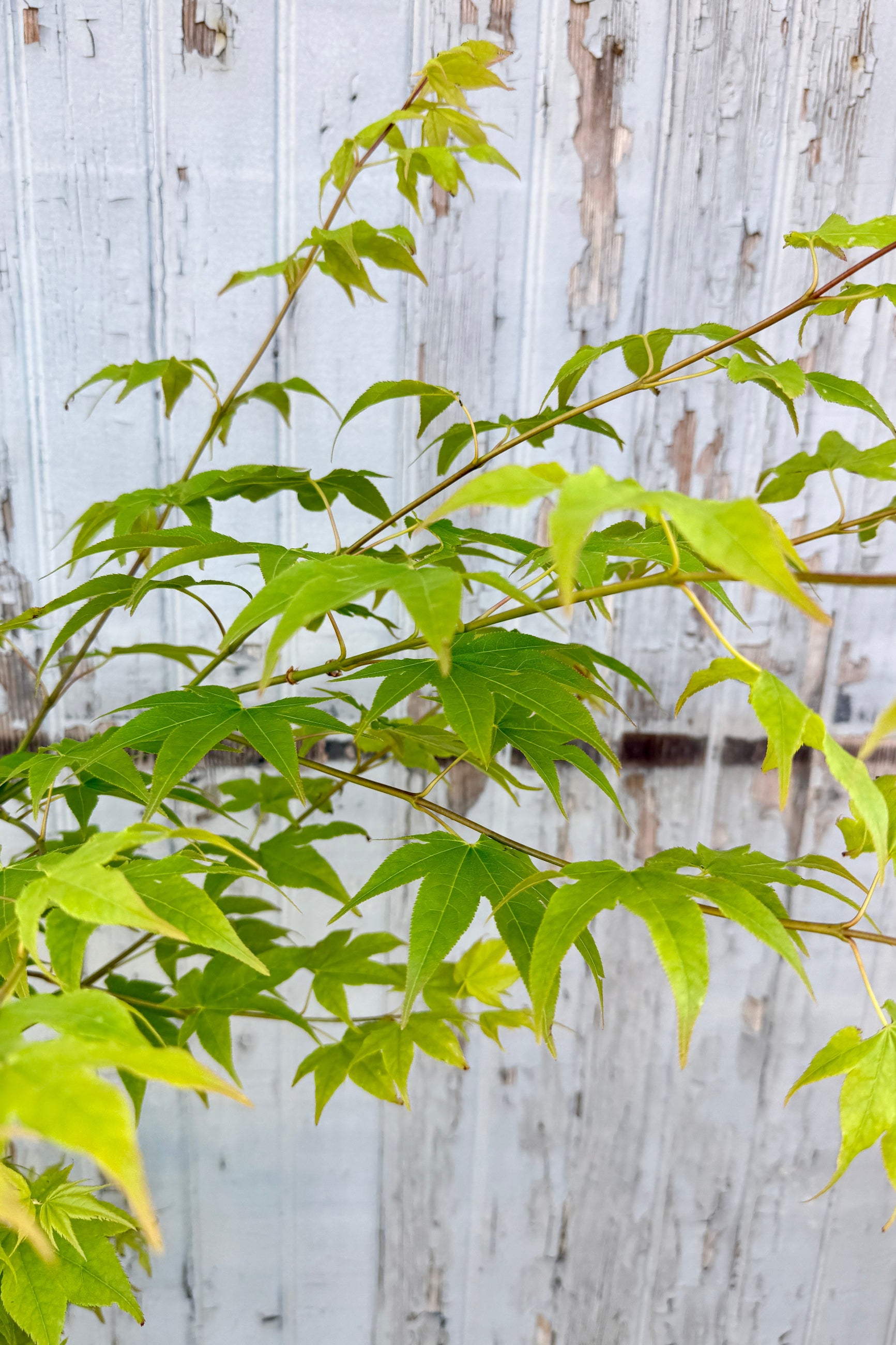 an up close detail of the green spring April leaves of a Acer palmatum 'Hogyoku' tree ©Sprout Home