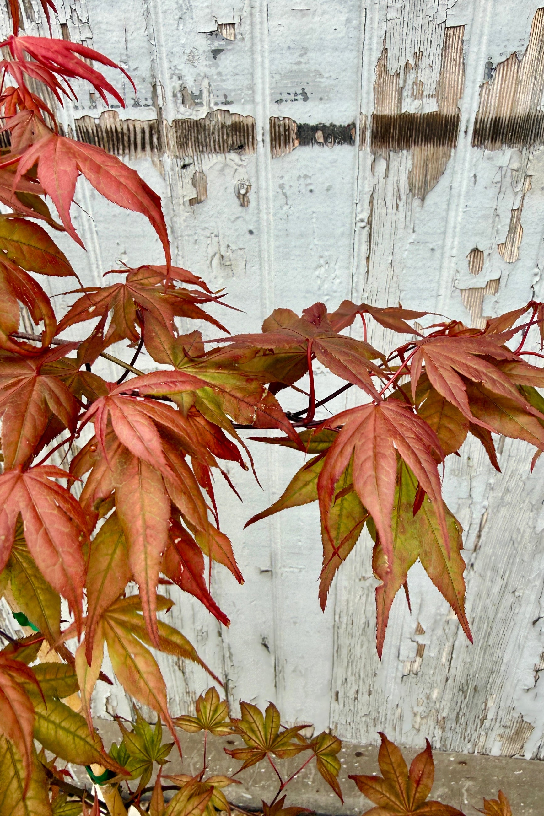 detail of the red bronze leaves of the Acer palmatum 'Kasagiyama' at the end of April ©Sprout Home