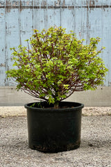 The 'Koto Maru' maple in a #6 growers pot the beginning of June with green leaves and red branche