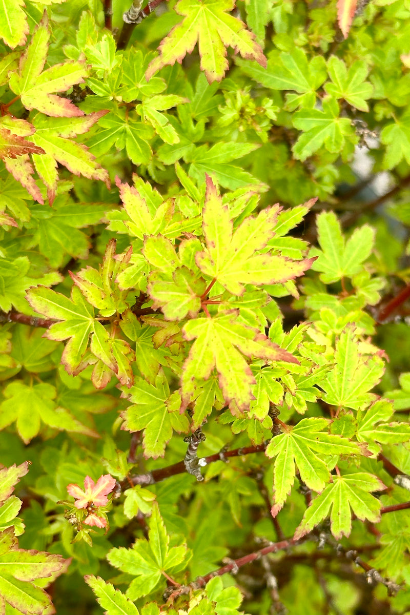 Acer 'Koto Maru' Japanese maple up close showing the small light green with red tinged leaves the beginning of June. 