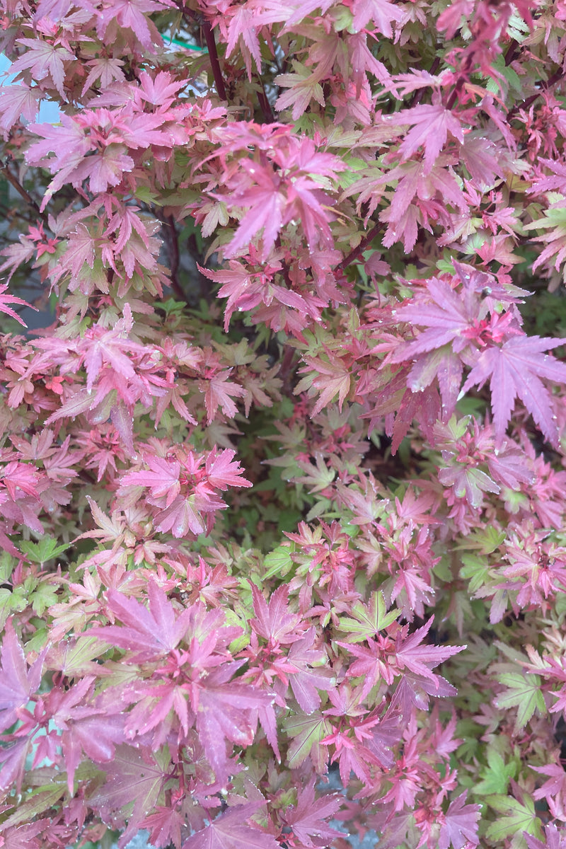 The burgundy and green fall coloration of the Acer 'Koto Maru'