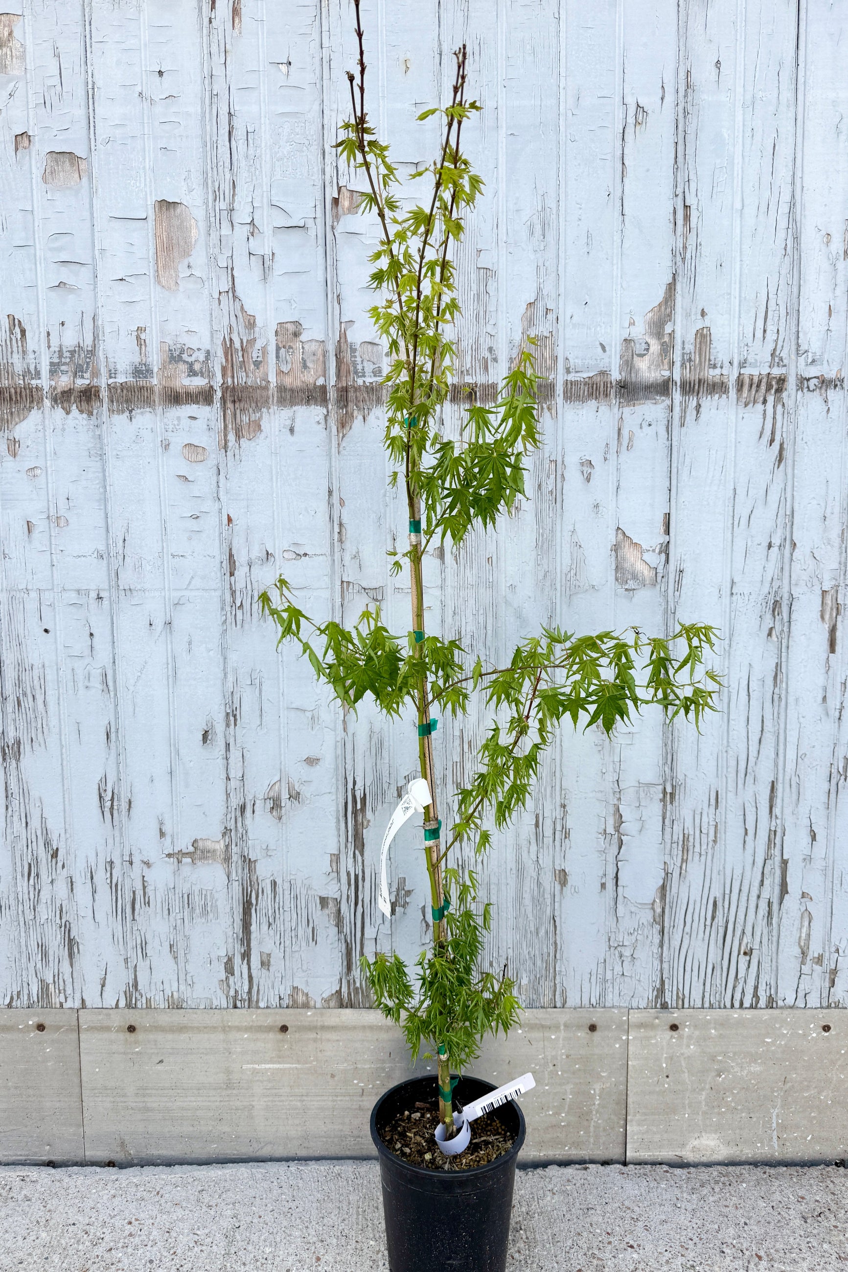 Acer palmatum 'Kurenai jishi' japanese maple in a #1 growers pot in spring with green leaves against a textured white wall.