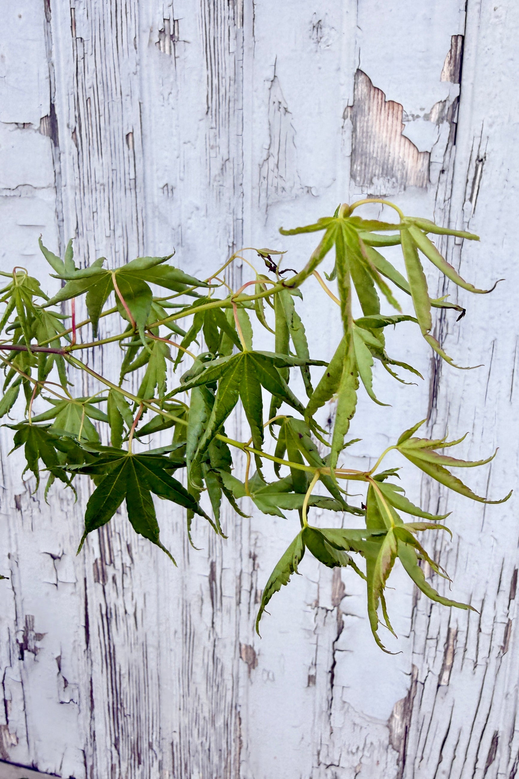 Acer palmatum 'Kurenai jishi' green leaves in spring up close ©Sprout Home