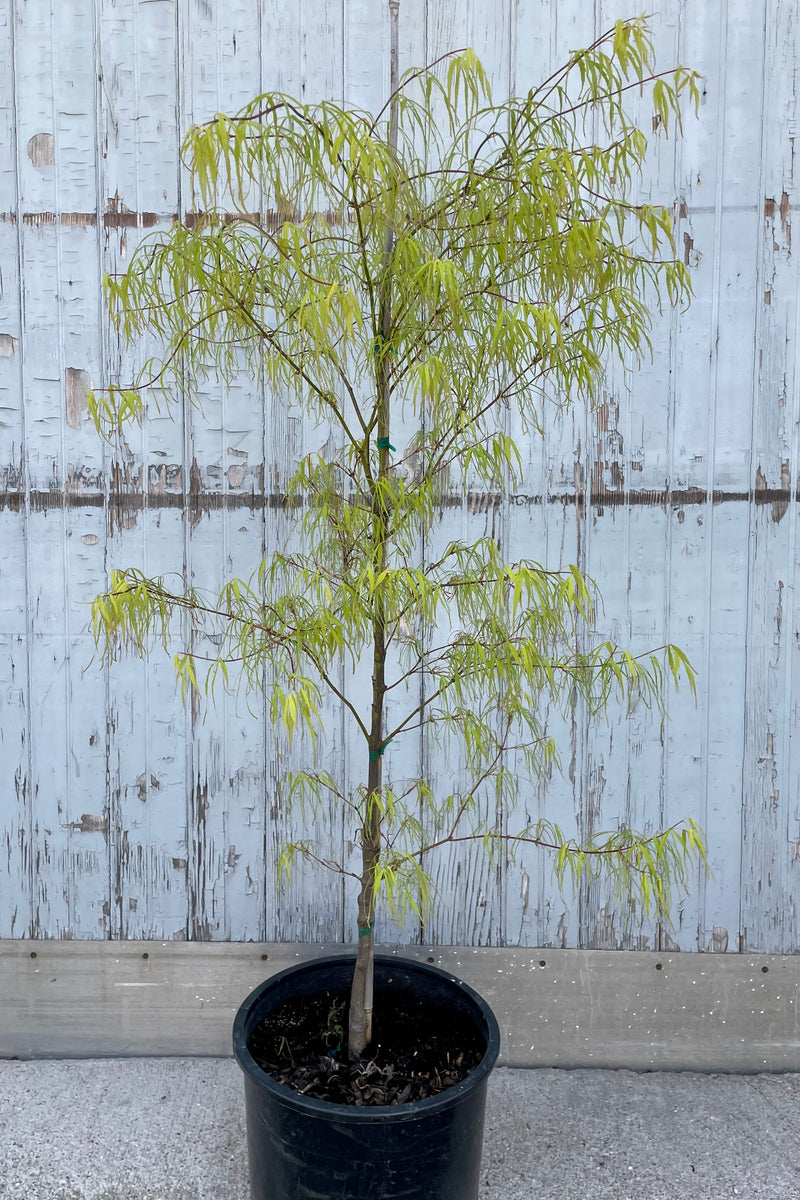 Acer palmatum 'Koto-no-Ito' in a #6 growers pot the beginning of May with its bright green delicate leaves in front of a blue-gray wood wall. 