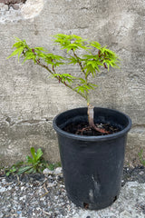 #1 growers pot size of Acer palmatum 'Mikawa Yatsubusa' ready to be a bonsai. 