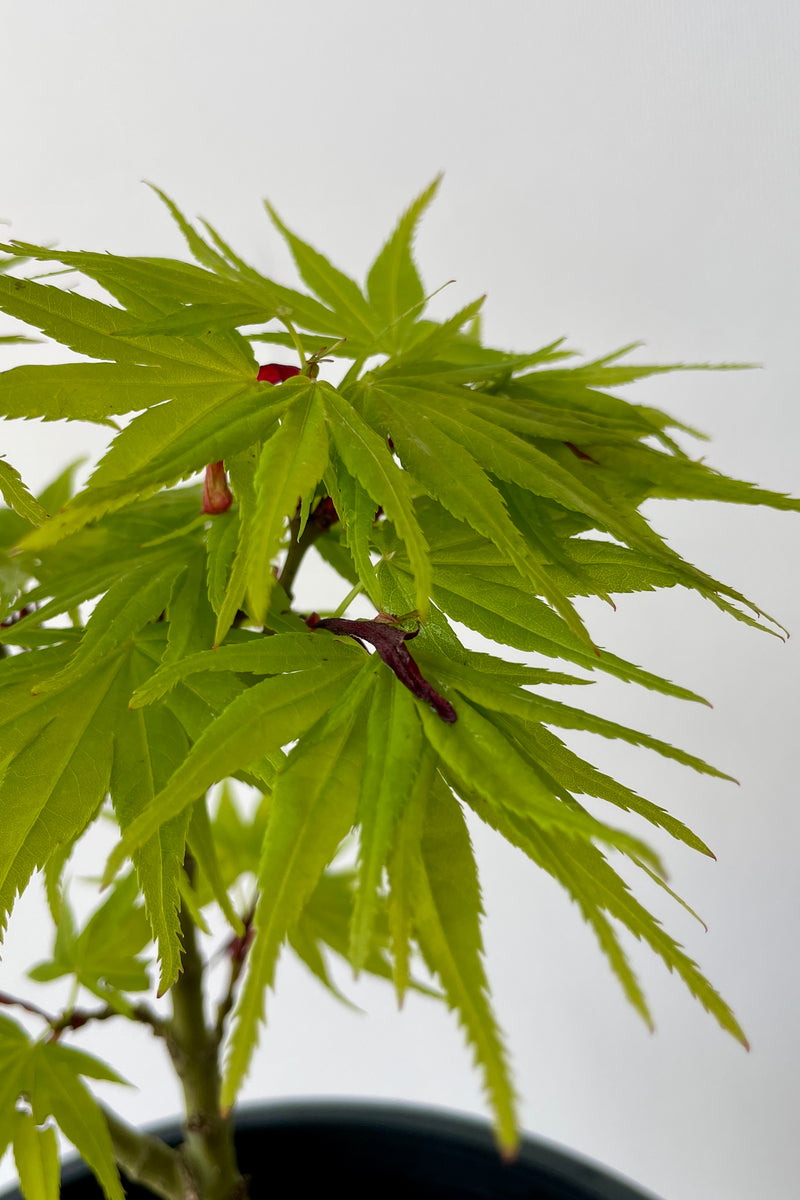 up close chartreuse leaves of the 'Mikawa Yatsubusa' Japanese Maple mid April in front of a white wall.  