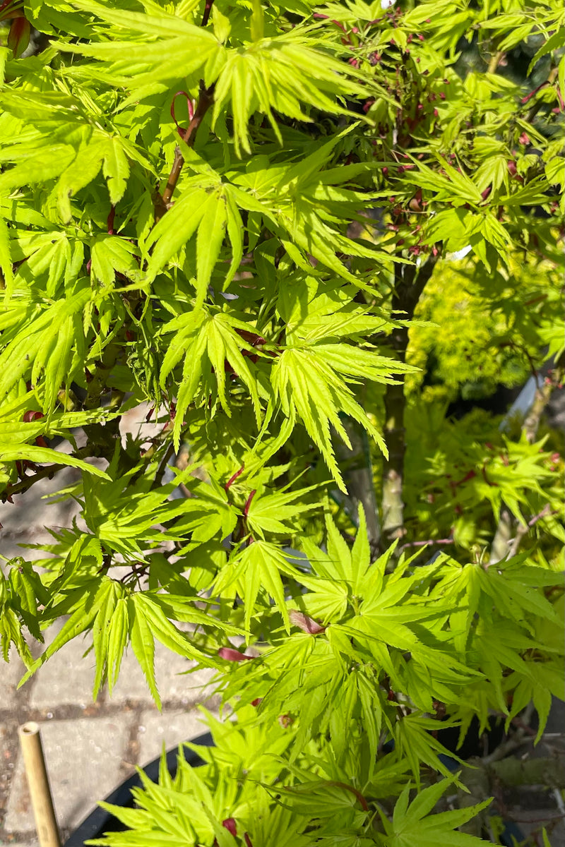 The serrated bright chartreuse green leaves up close of the Acer 'Mikawa Yatsubusa' the beginning of May