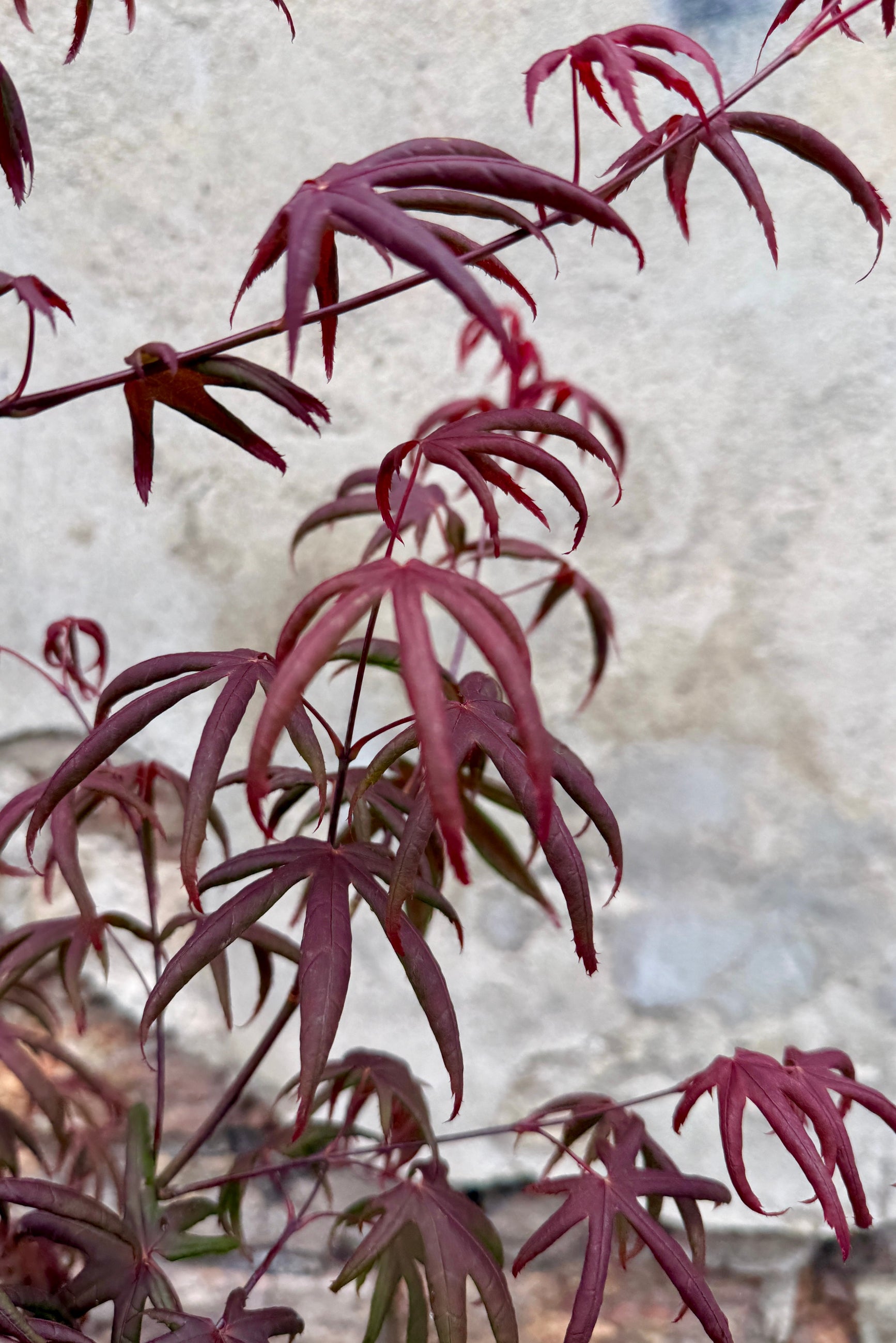 Acer palmatum 'Peve Starfish' burgundy leaves up close in April ©Sprout Home