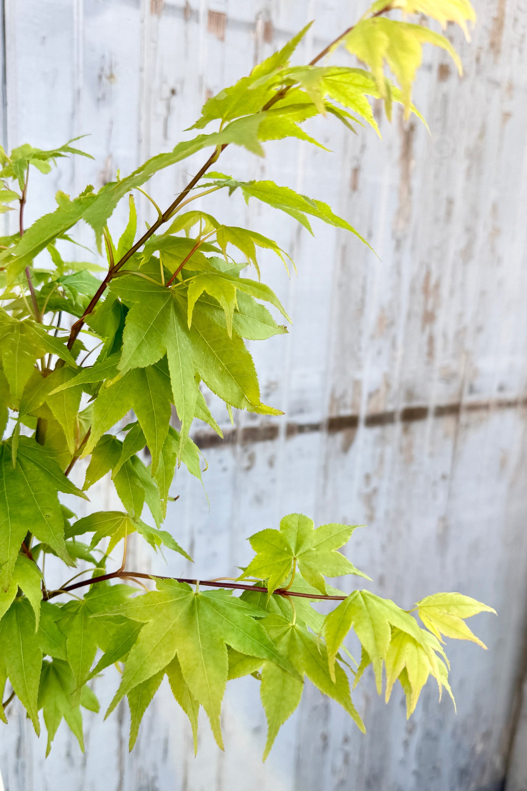 an up close detail shot of the early spring chartreuse leaves of a Acer palmatum 'Satzuki Beni' Japanese maple ©Sprout Home
