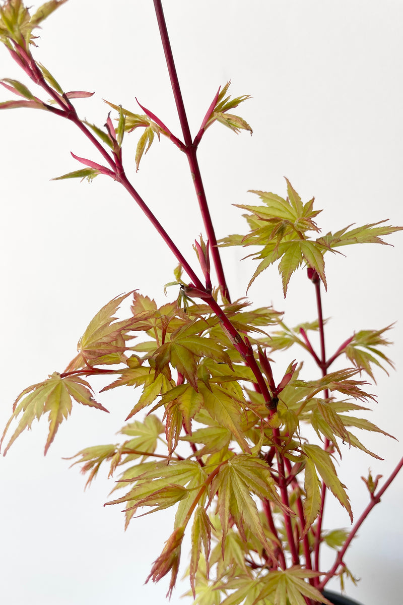 Japanese maple 'Sango Kaku' detail shot of the red stem and yellow and rose leaves the middle of April against a white wall. 