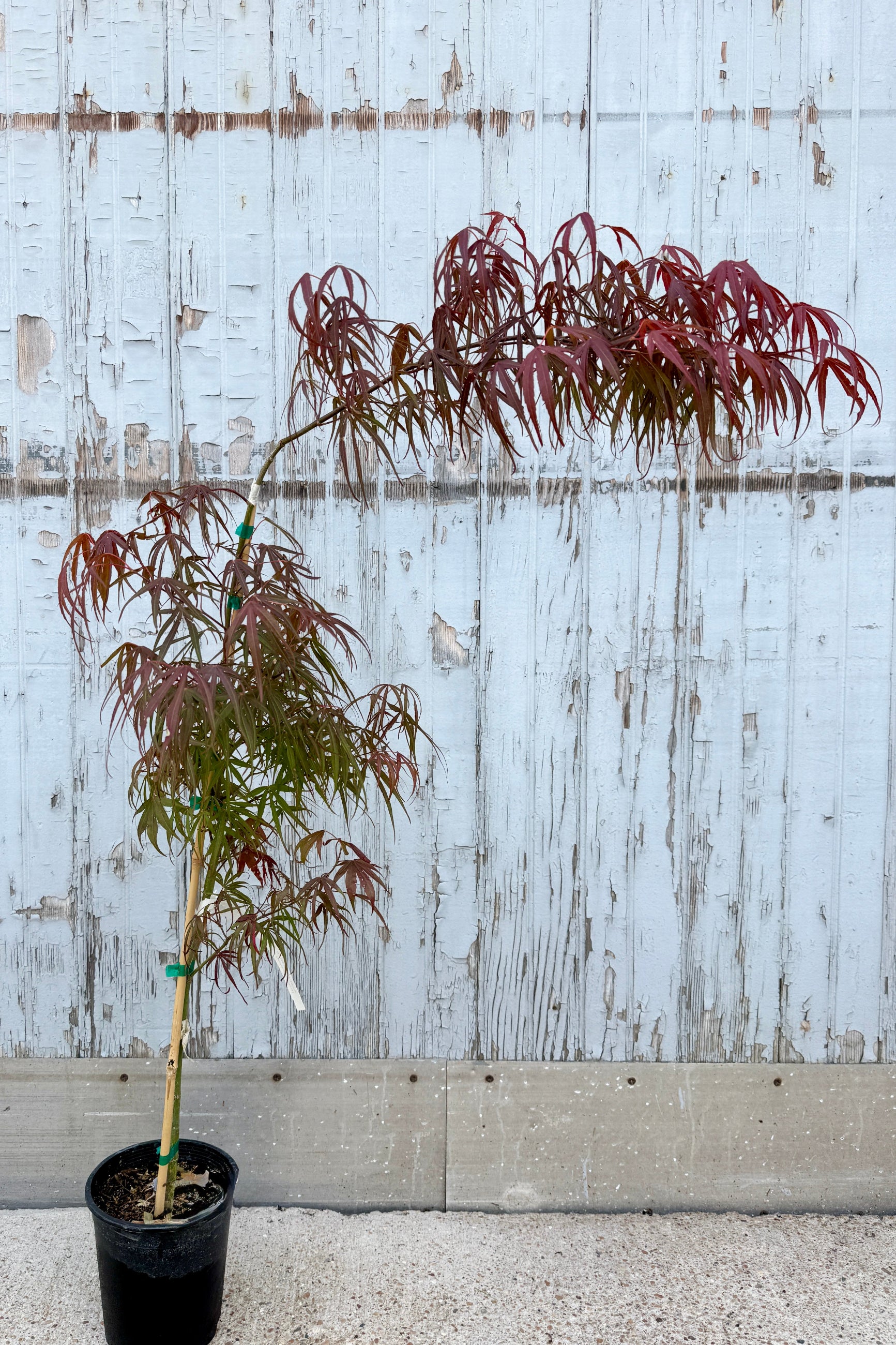 Acer palmatum 'Scolopendrifolium (Kiezer Form) potted in a #1 growers pot with red and green leaves in early spring against a wooden fence. ©Sprout Home