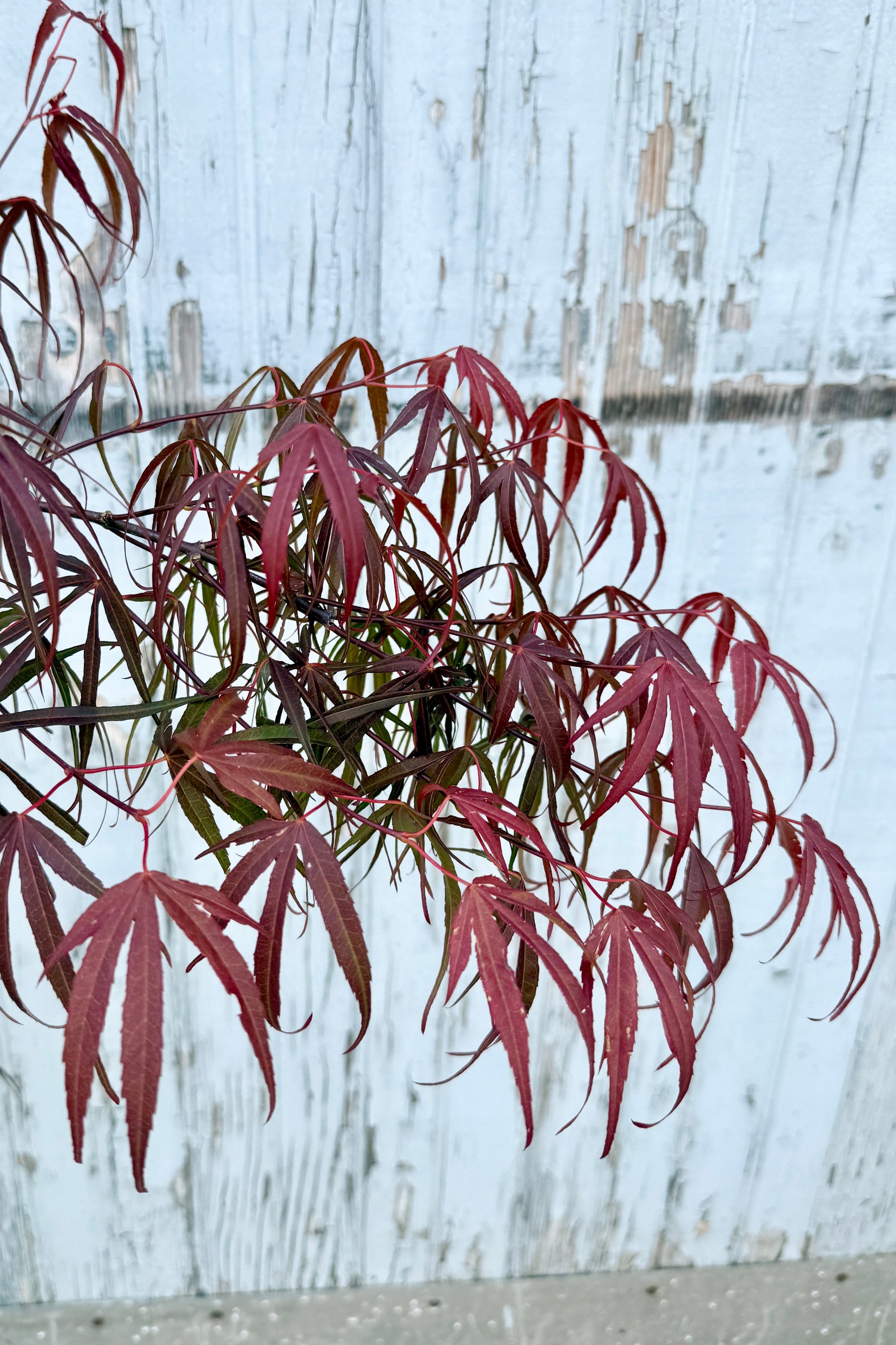 detail up close image of the spring leaves of an Acer palmatum 'Scolopendrifolium (Kiezer Form)  ©Sprout Home