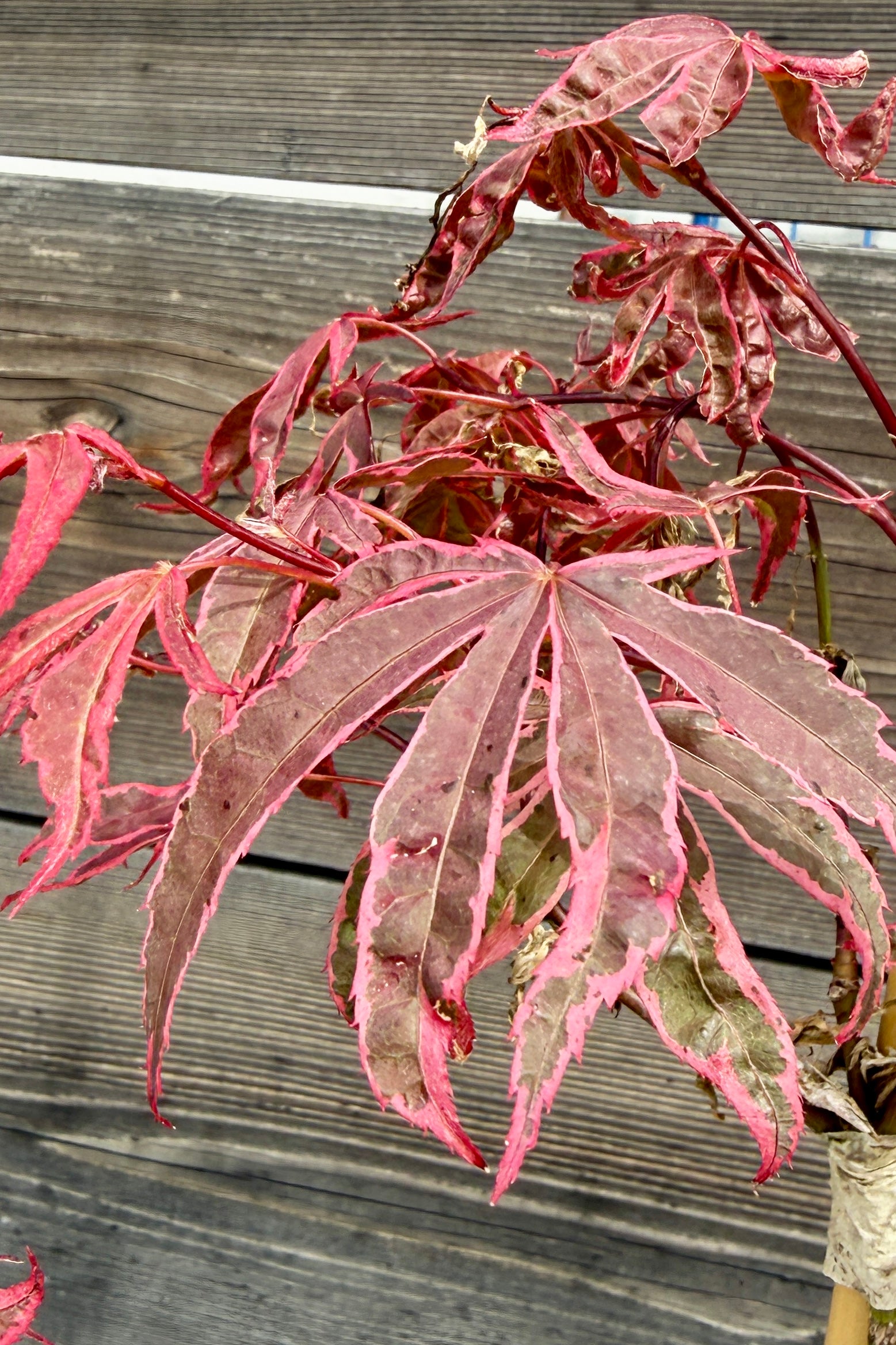 Acer palmatum 'Shirazz' Plant with pinkish-red leaves against a wooden background in late April ©Sprout Home