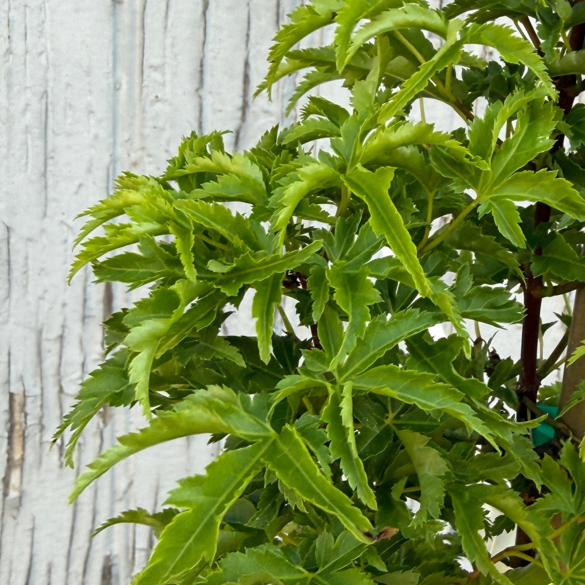 house plant with maple like leaves Acer palmatum 'Shishigashira' #1 at SPROUT HOME