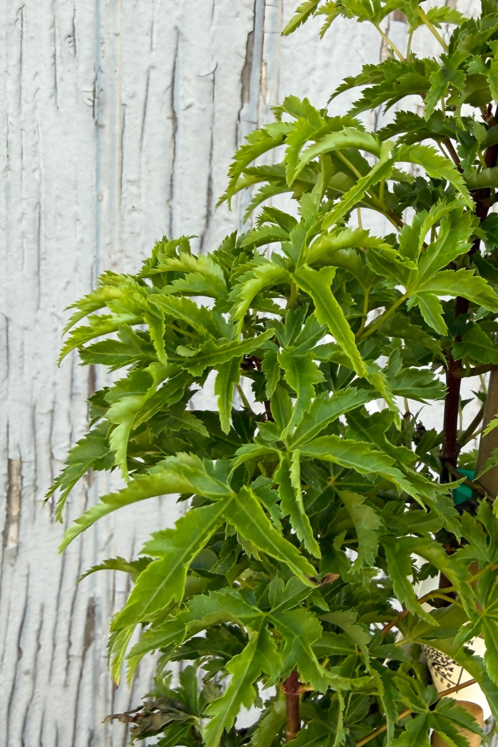 detail of the green curled leaves of a Acer palmatum 'Shishigashira' Japanese maple against a wooden background ©Sprout Home