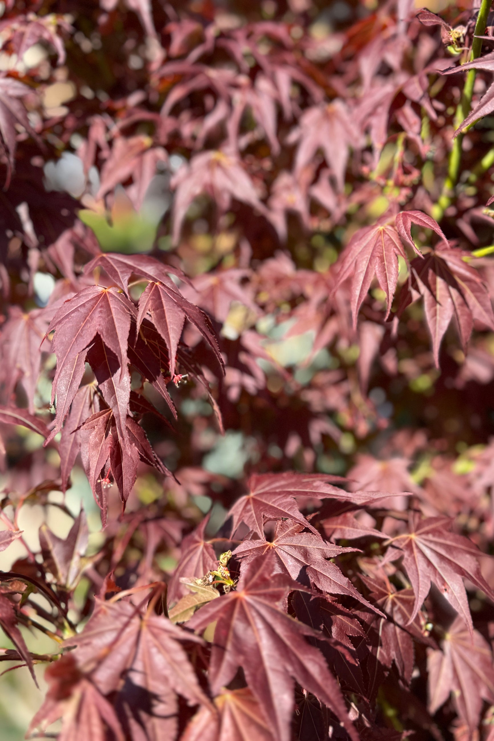 Acer palmatum 'Tsukushi Gata' burgundy leaves up close the end of April ©Sprout Home