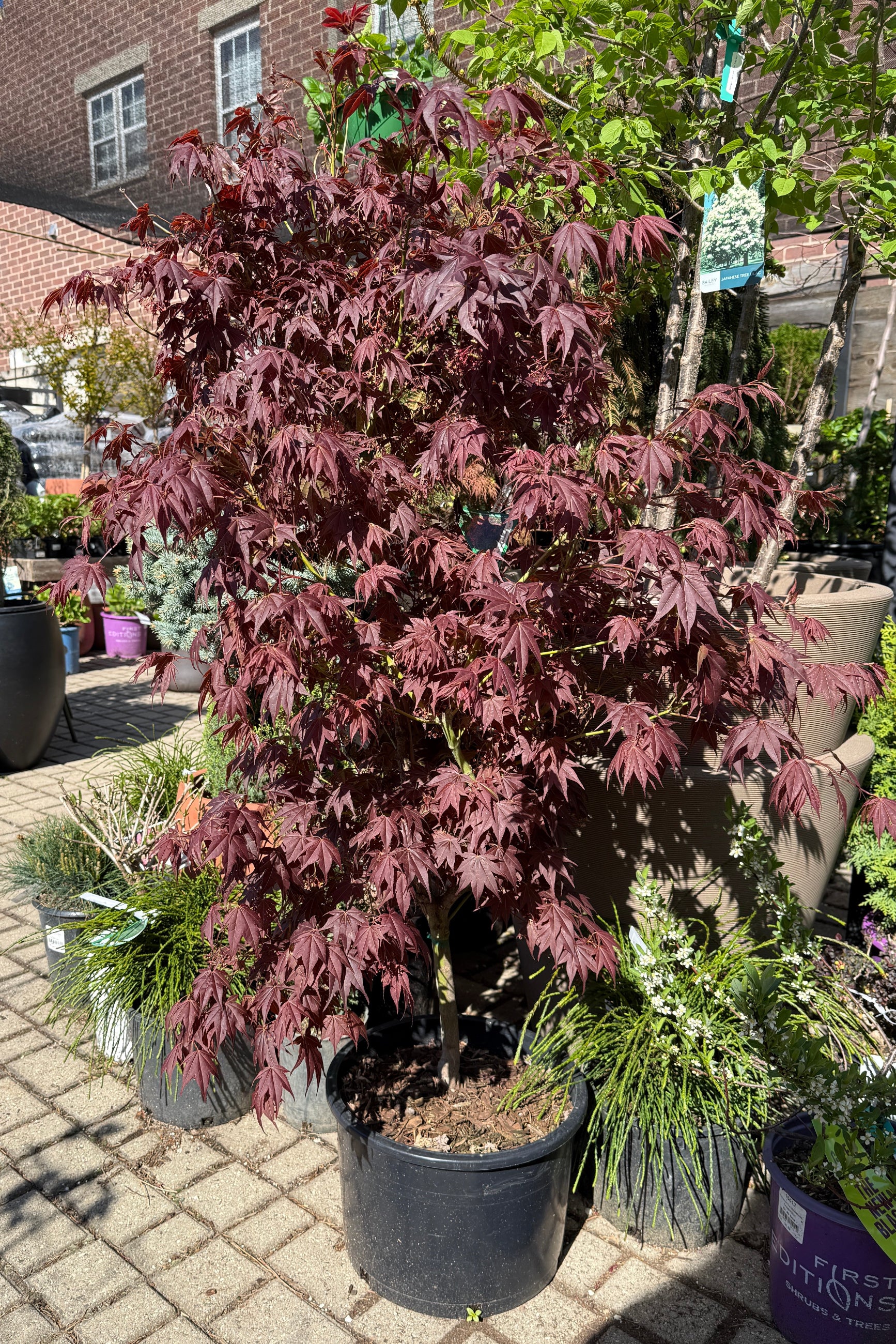 Acer palmatum 'Tsukushi Gata' burgundy leaves and potted in a #6 growers pot the end of April ©Sprout Home