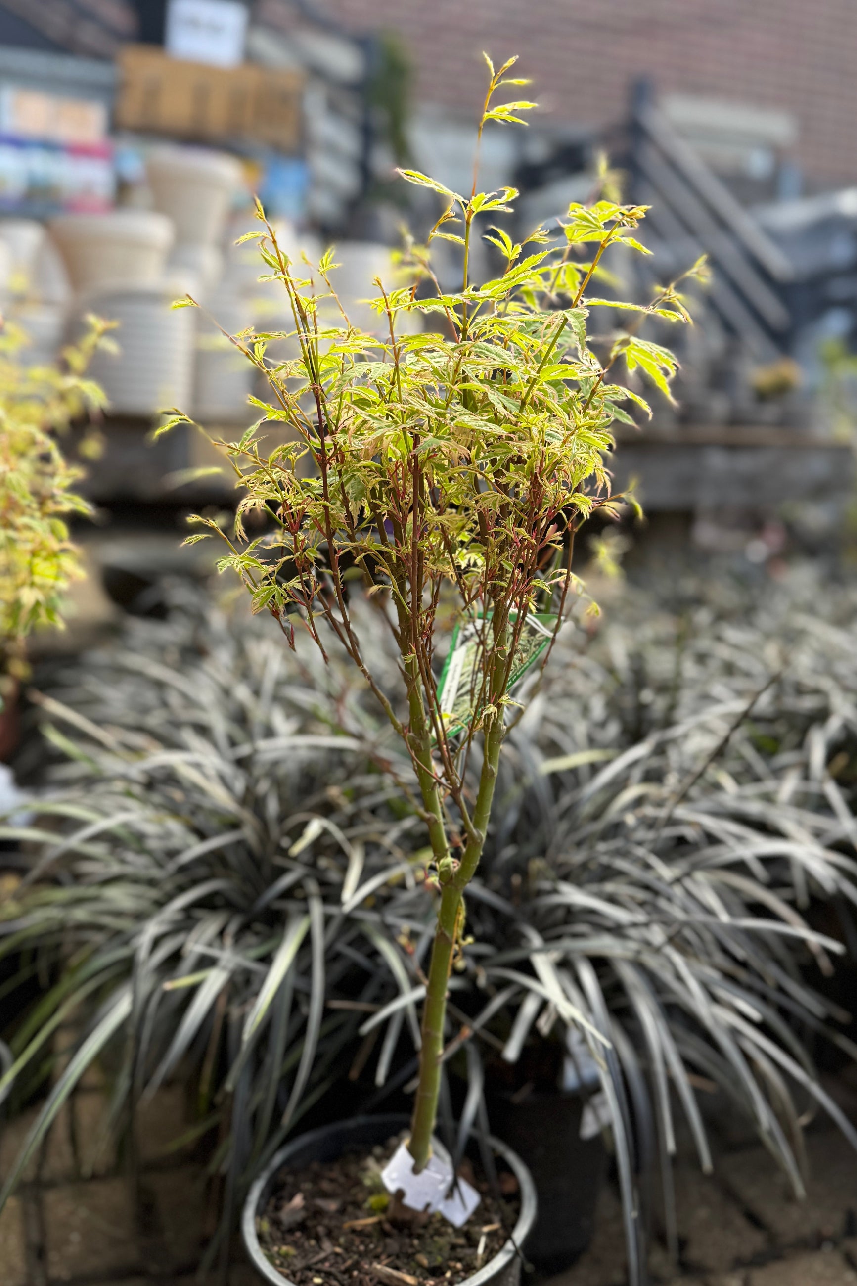 Small potted Acer palmatum 'Butterfly' plant with thin leaves in a #1 growers pot n April  in a garden setting ©Sprout Home