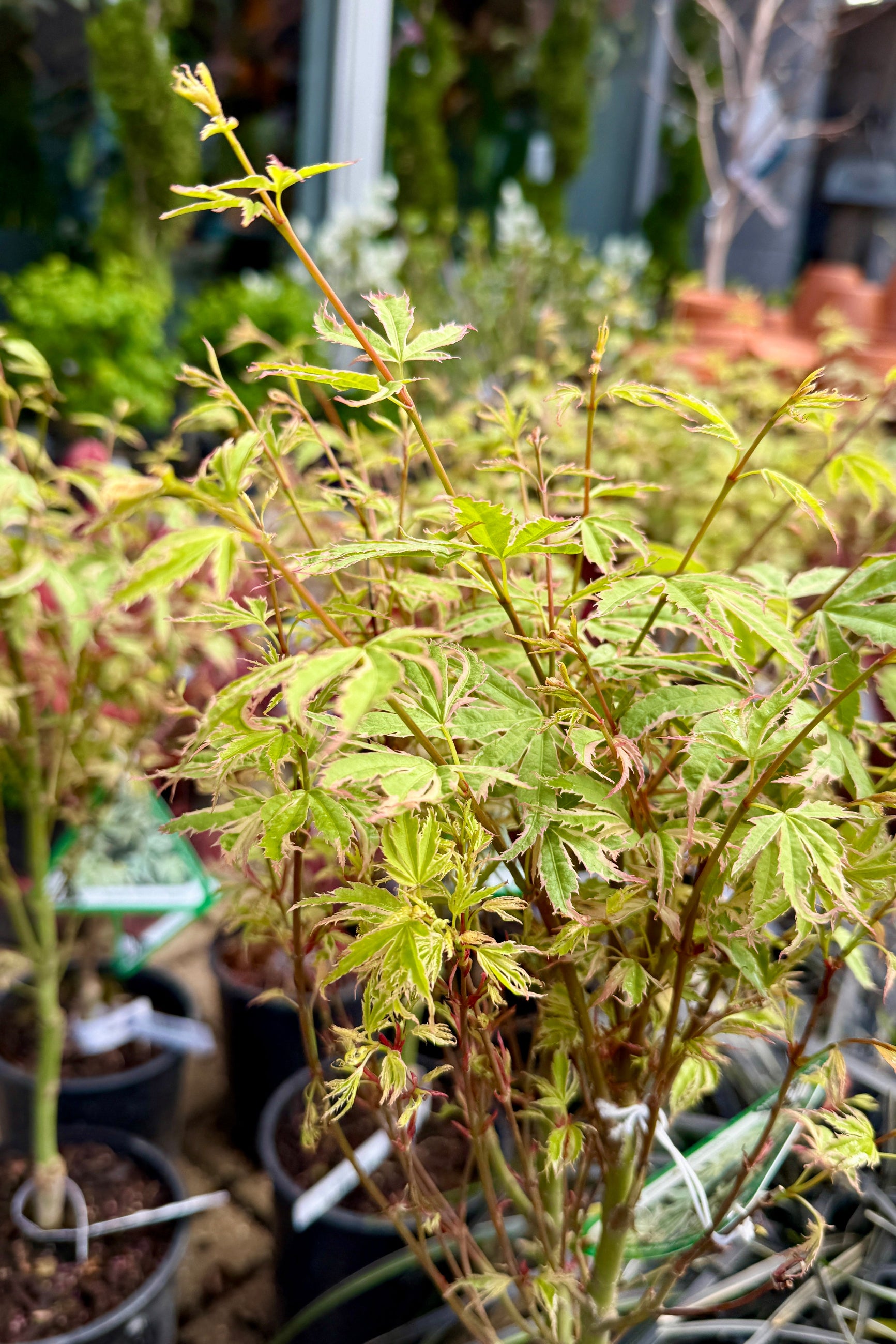 Young Acer palmatum 'Butterfly' up close showing the leaves in April  in a garden setting ©Sprout Home