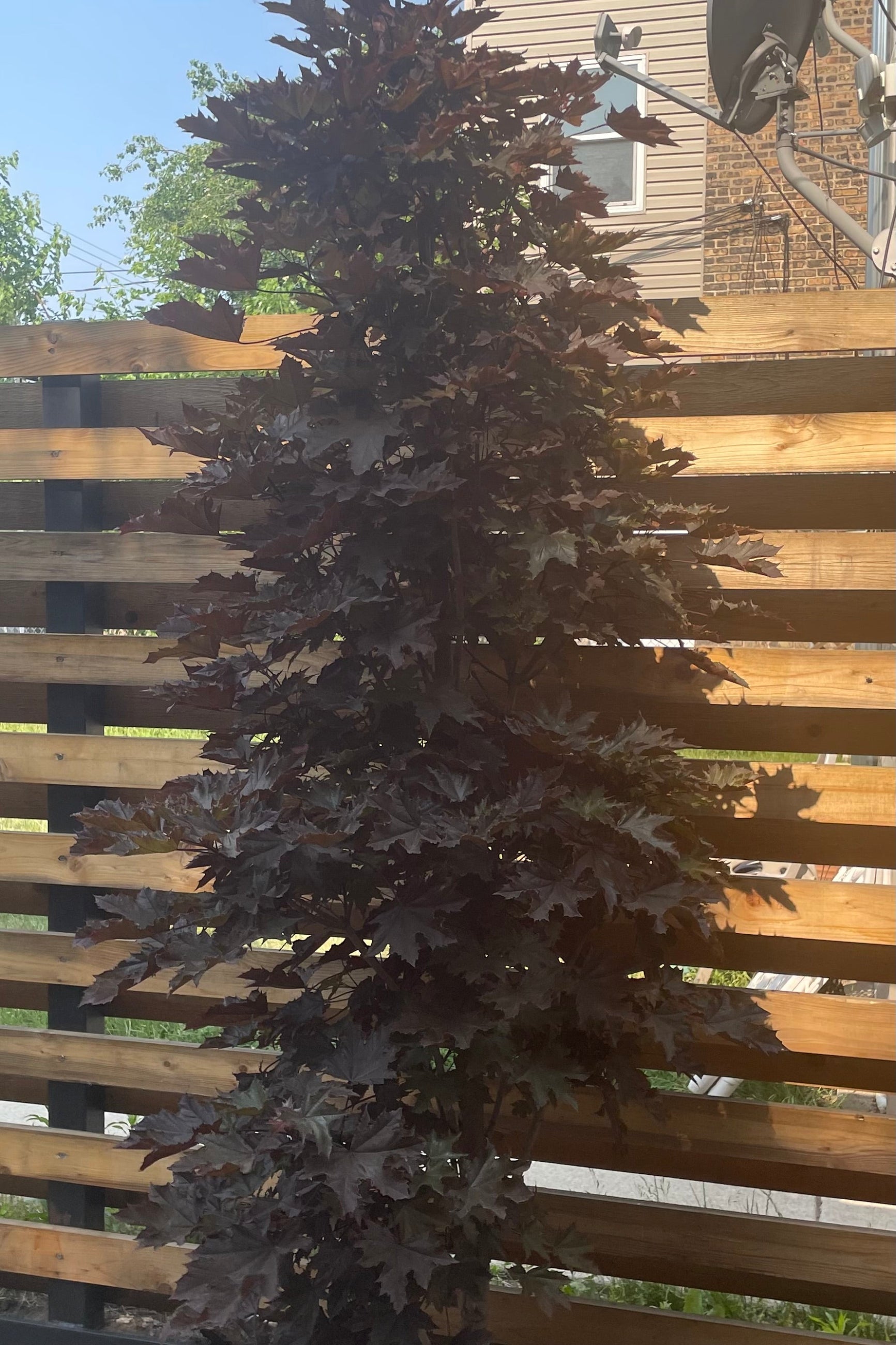Acer 'Crimson Sentry' the beginning of June in front of a cedar plank fence. ©Sprout Home