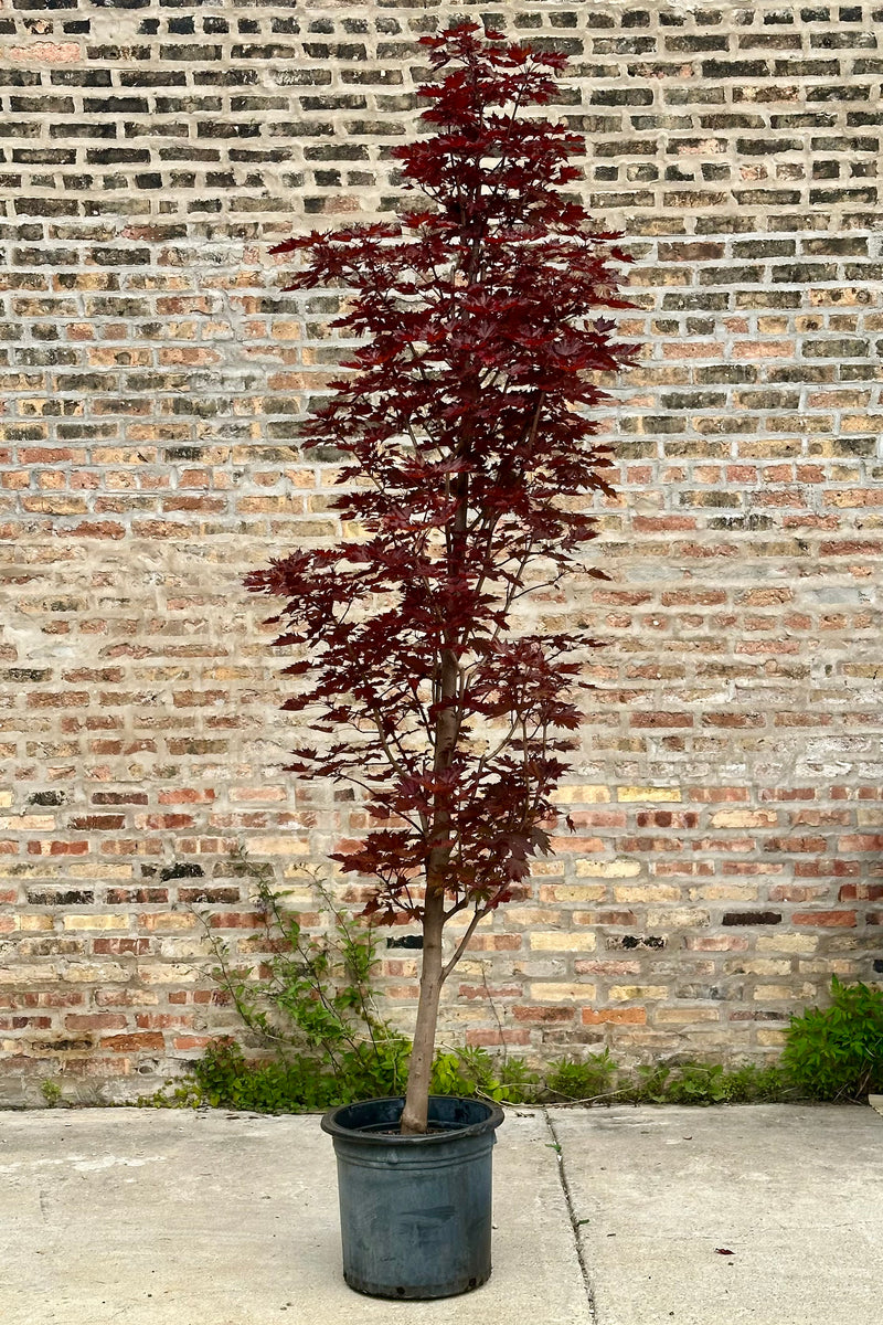 Acer platanoides 'Crimson Sentry' tree the beginning of June with its dark burgundy leaves standing tall in a #10 growers pot in front of a brick wall at Sprout Home. 