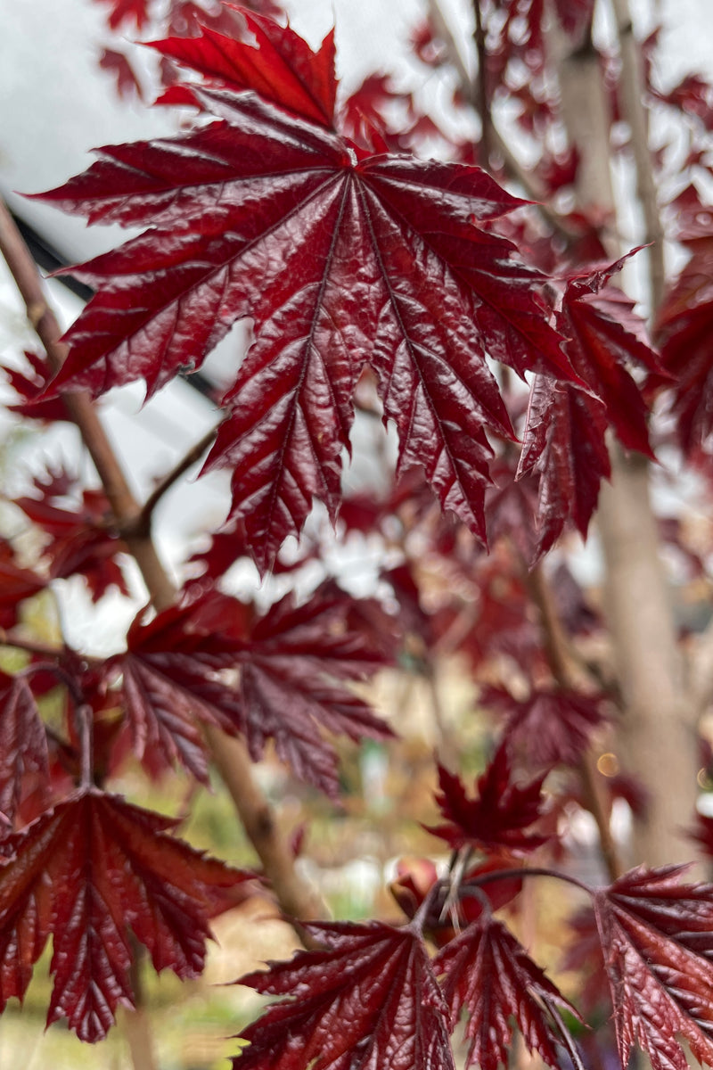 The rich maroon blood colored fresh new leaves of the 'Crimson Sentry' maple mid April.