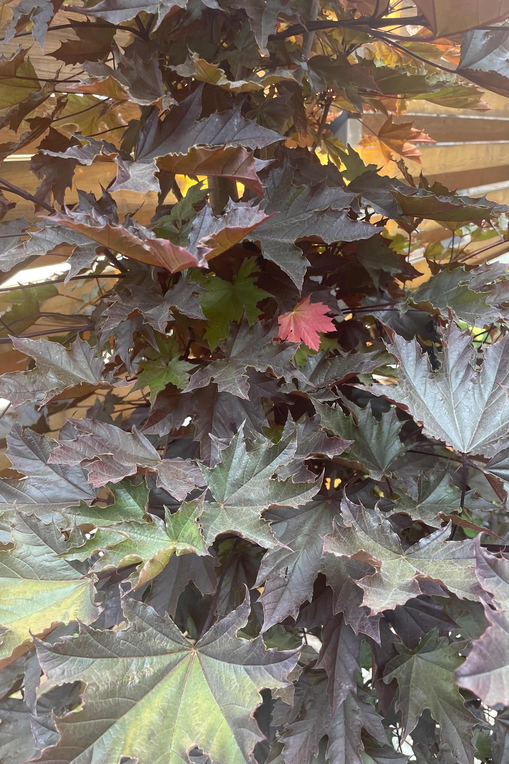 Detail picture of the dark leaves of the Acer 'Crimson Sentry' the beginning of June. ©Sprout Home