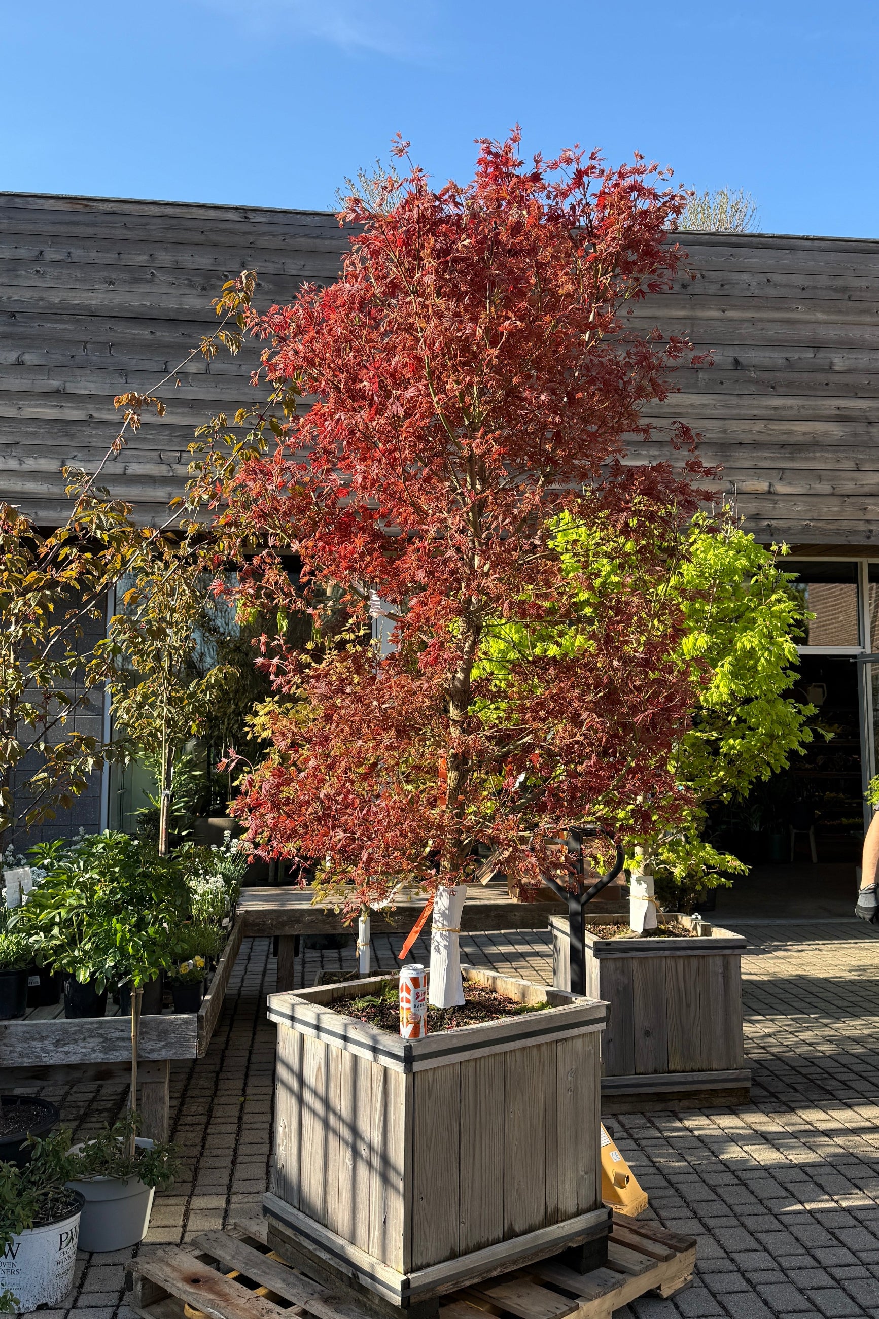 Acer 'Alpenglow' in a #24 growers box with its  burgundy leaves in April ©Sprout Home