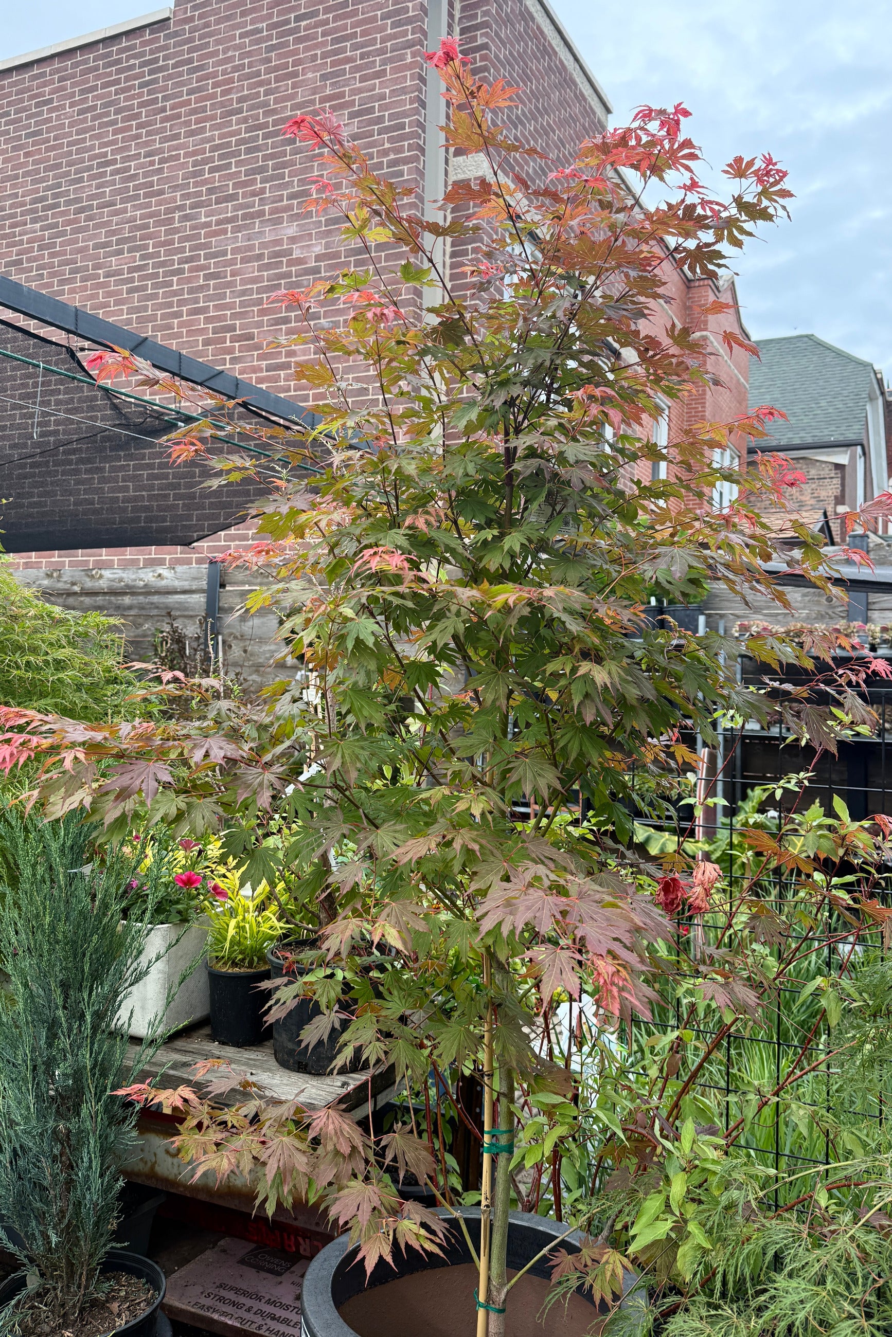 Young Acer x pseudosieboldianmum 'North Wind' tree in a #6 growers pot the end of May with red and green leaves in a garden setting with a brick building in the background. ©Sprout Home