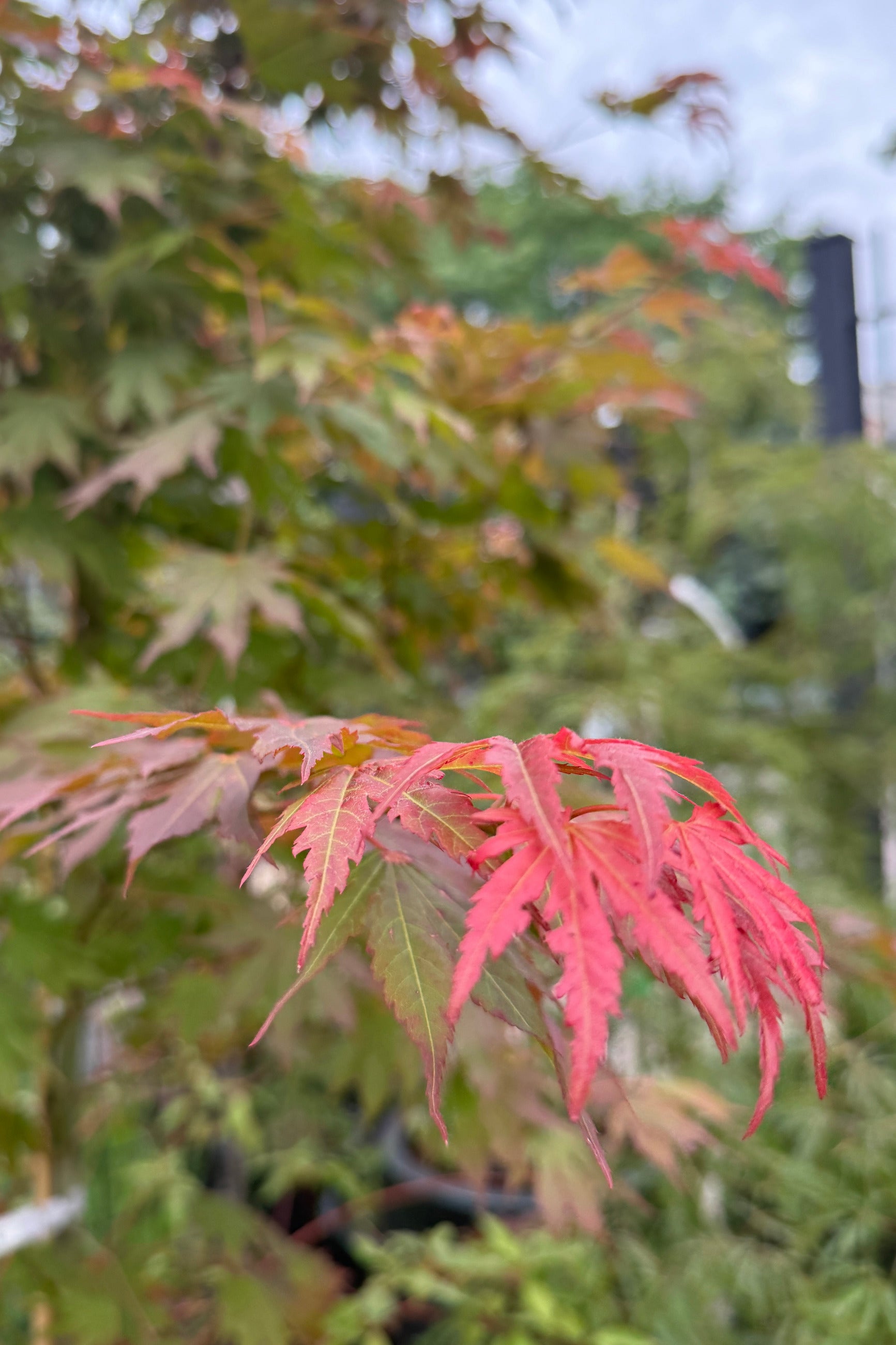 Acer x pseudosieboldianmum 'North Wind' #6 at SPROUT HOME