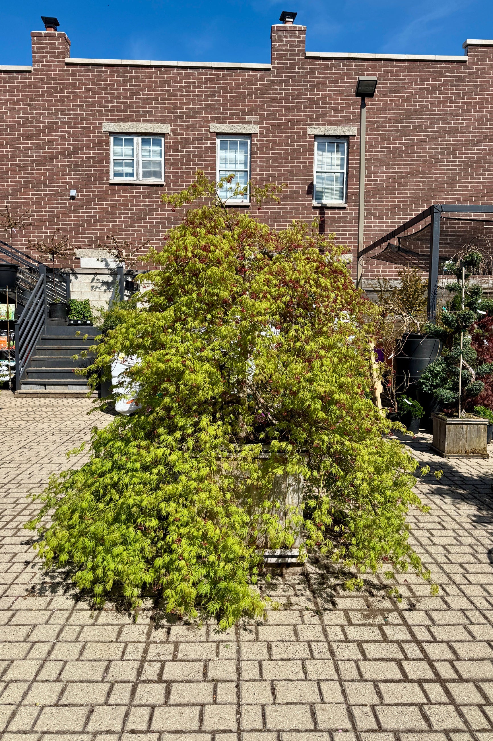 Acer x pseuosieboldianum 'Wabi Sabi' #24 at the end of April ©Sprout Home