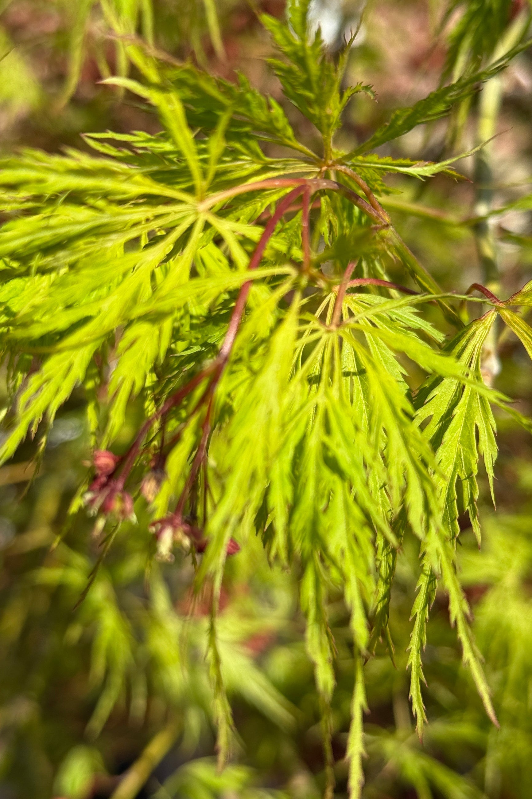 Acer 'Wabi Sabi' detail in April ©Sprout Home