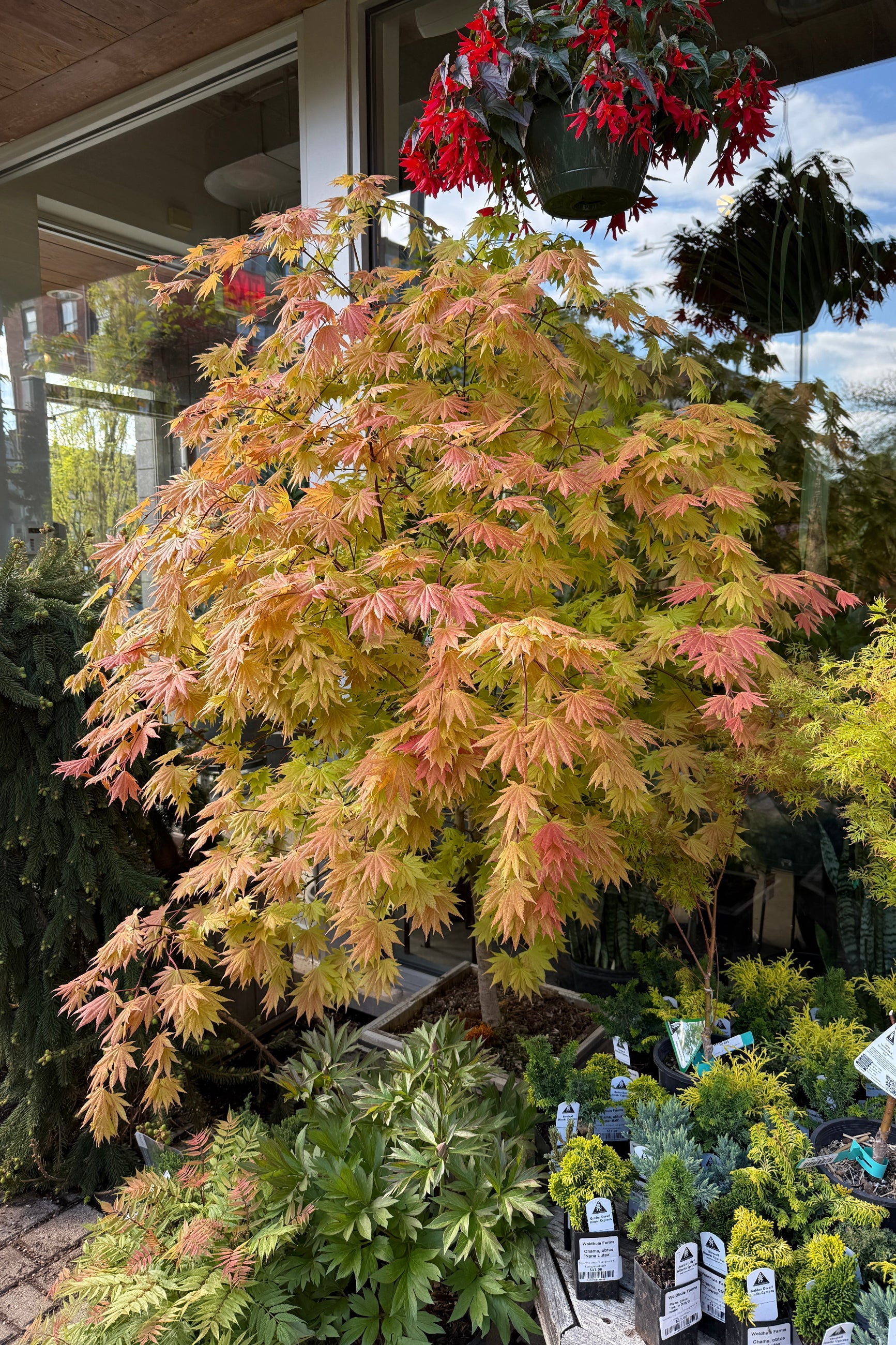 Acer shirasawanum 'Autumn Moon' in a #15 growers box the beginning / middle of May showing off its yellow auburn leaves ©Sprout Home