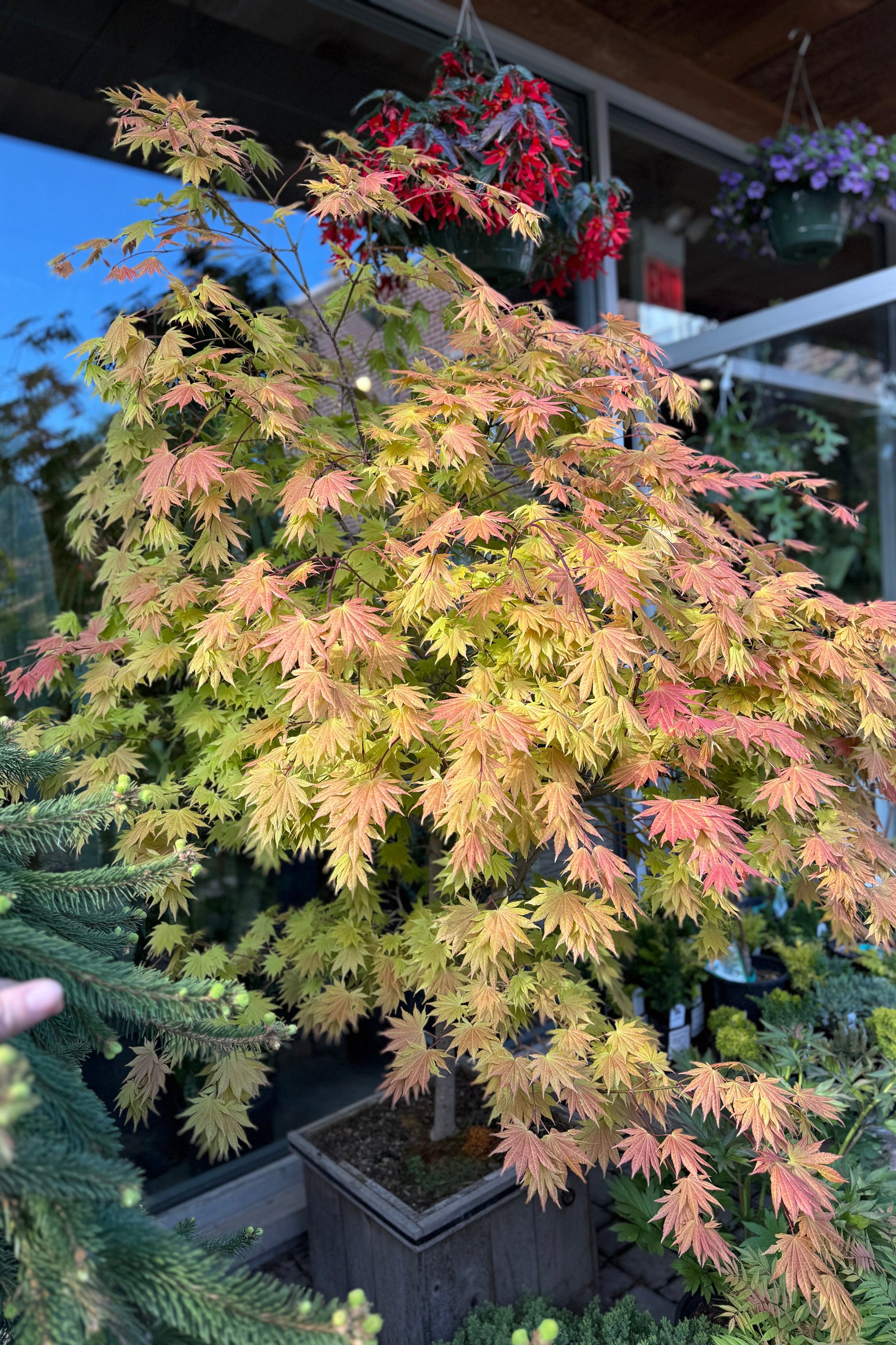 Acer shirasawanum 'Autumn Moon' in a #15 growers box the beginning / middle of May showing off its yellow auburn leaves ©Sprout Home