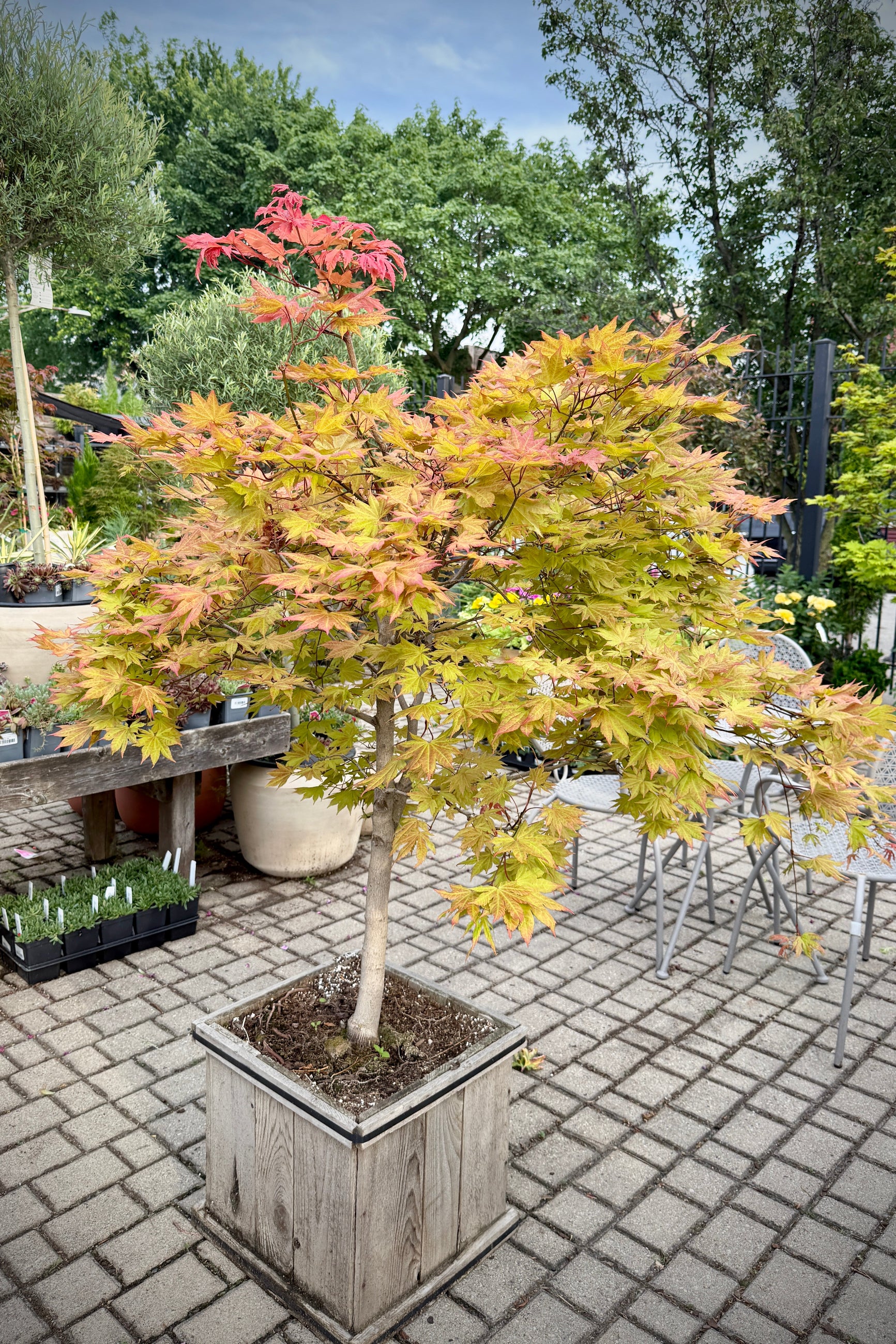 autumnページ Acer shirasawanum 'Autumn Moon' #15 at SPROUT HOME