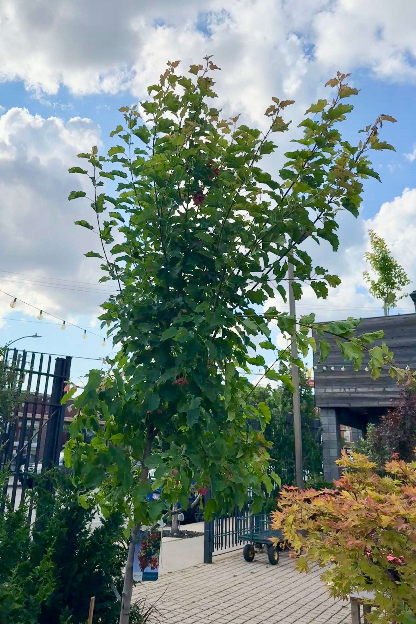 Acer t. 'Hot Wings' #10 the end of June with its top against the sky ©Sprout Home