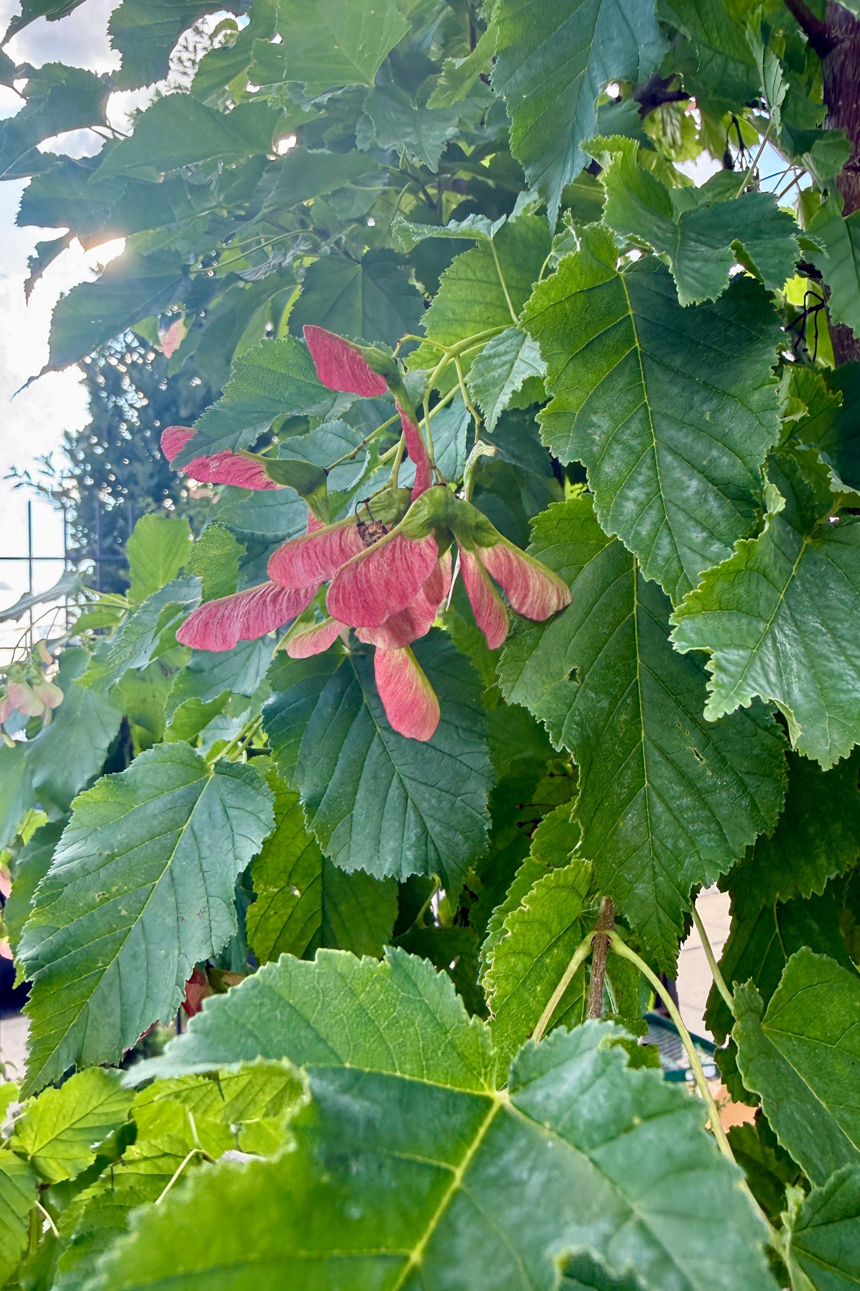 Acer t. 'Hot Wings' with its red spinners the end of june up close ©Sprout Home