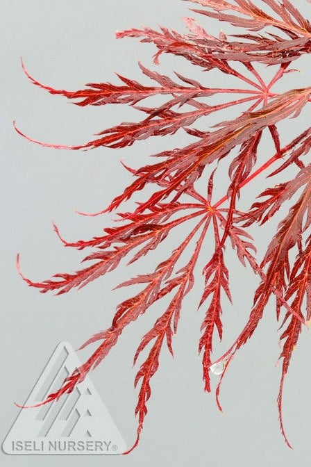 Red leaf branch of Acer 'Crimson Queen' on a light gray background with Iseli Nursery logo. ©Iseli Nursery