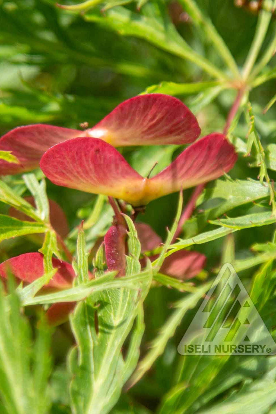 The red seeds of Acer 'Wabi Sabi' up close ©Iseli Nursery