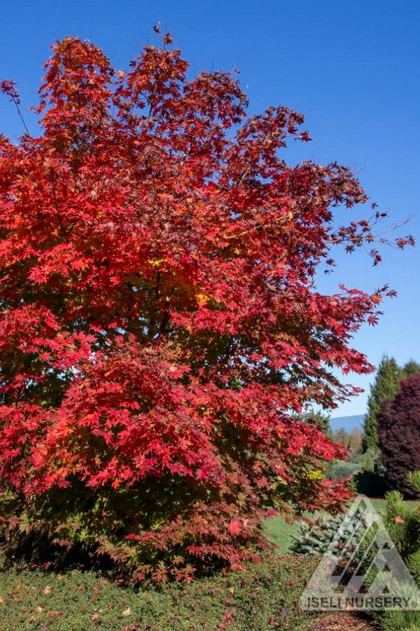 Full Grown Mature Tree with vibrant red fall foliage of Acer x pseudosieboldianum NorthWind against a clear blue sky ©Iseli Nursery