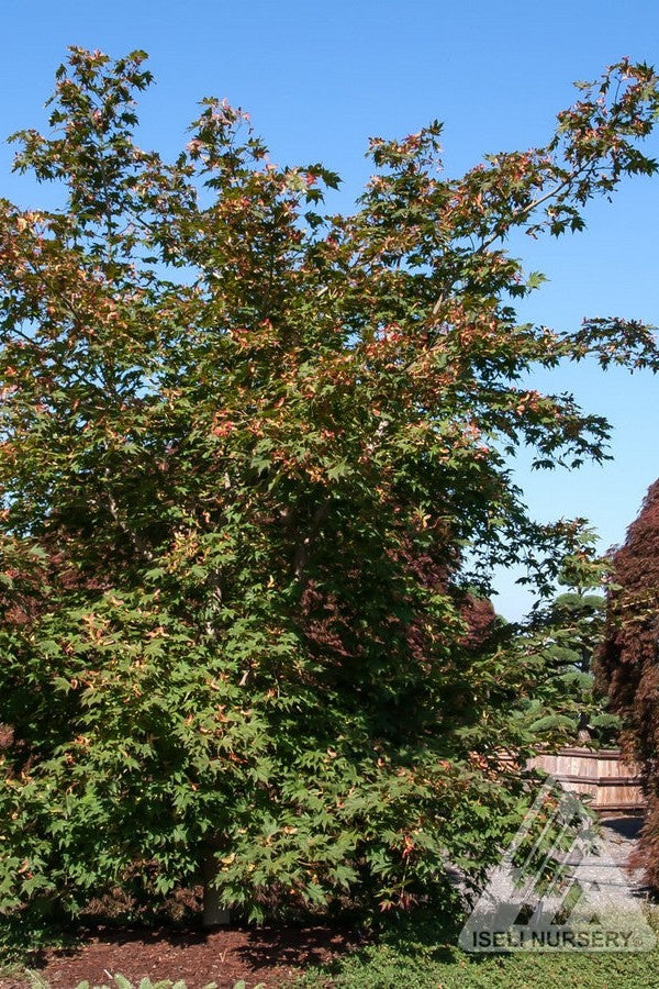 Mature Acer pseudosieboldii 'North Wind' Tree with green and brown leaves in Summer against a blue sky, surrounded by other trees. ©Iseli Nursery